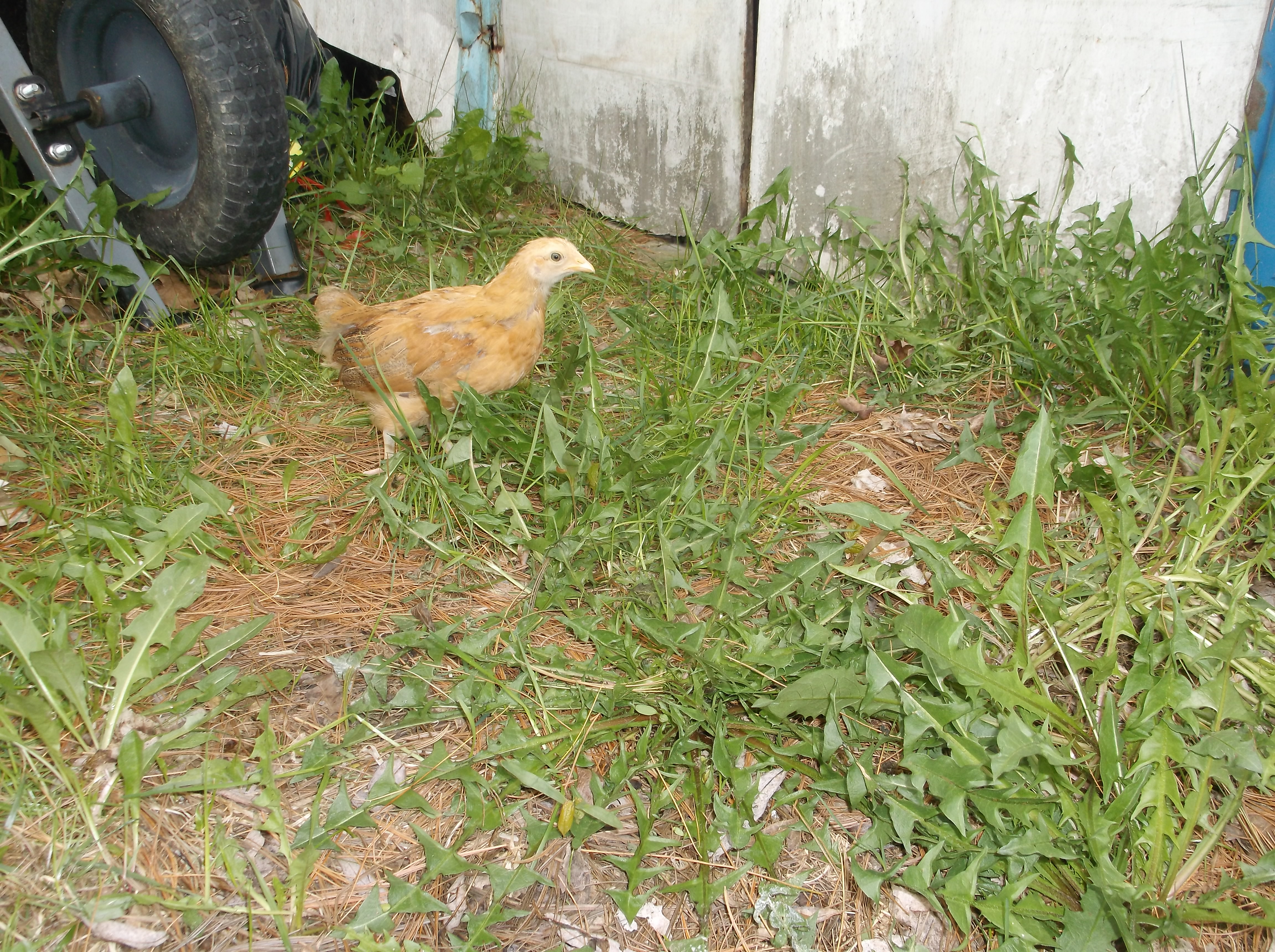 exploring the grass