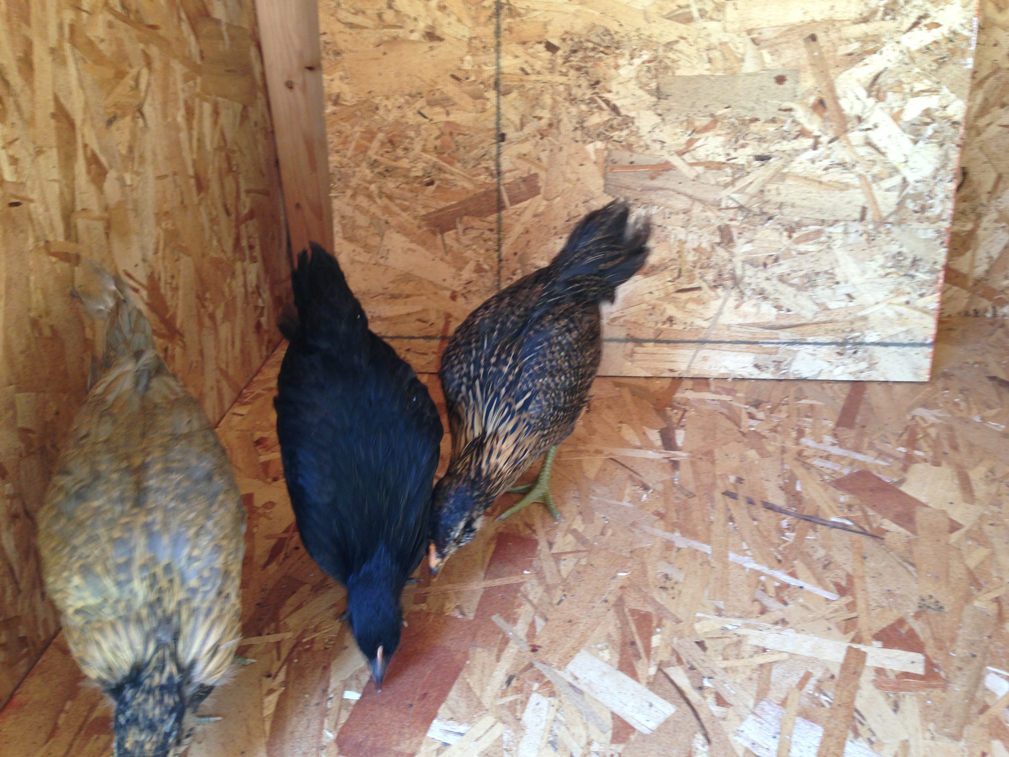 Exploring the new digs under construction