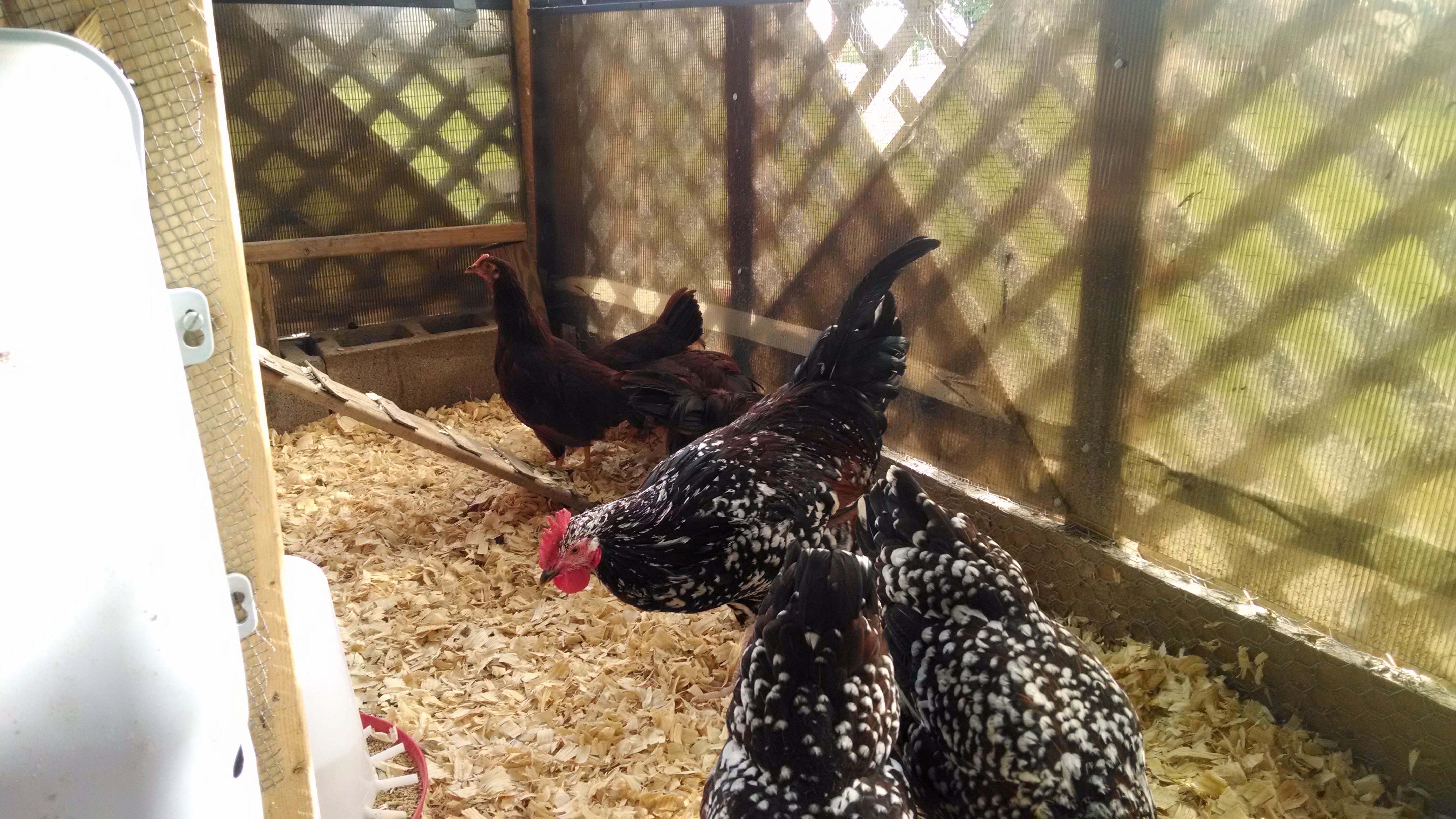 exploring the new pine shavings