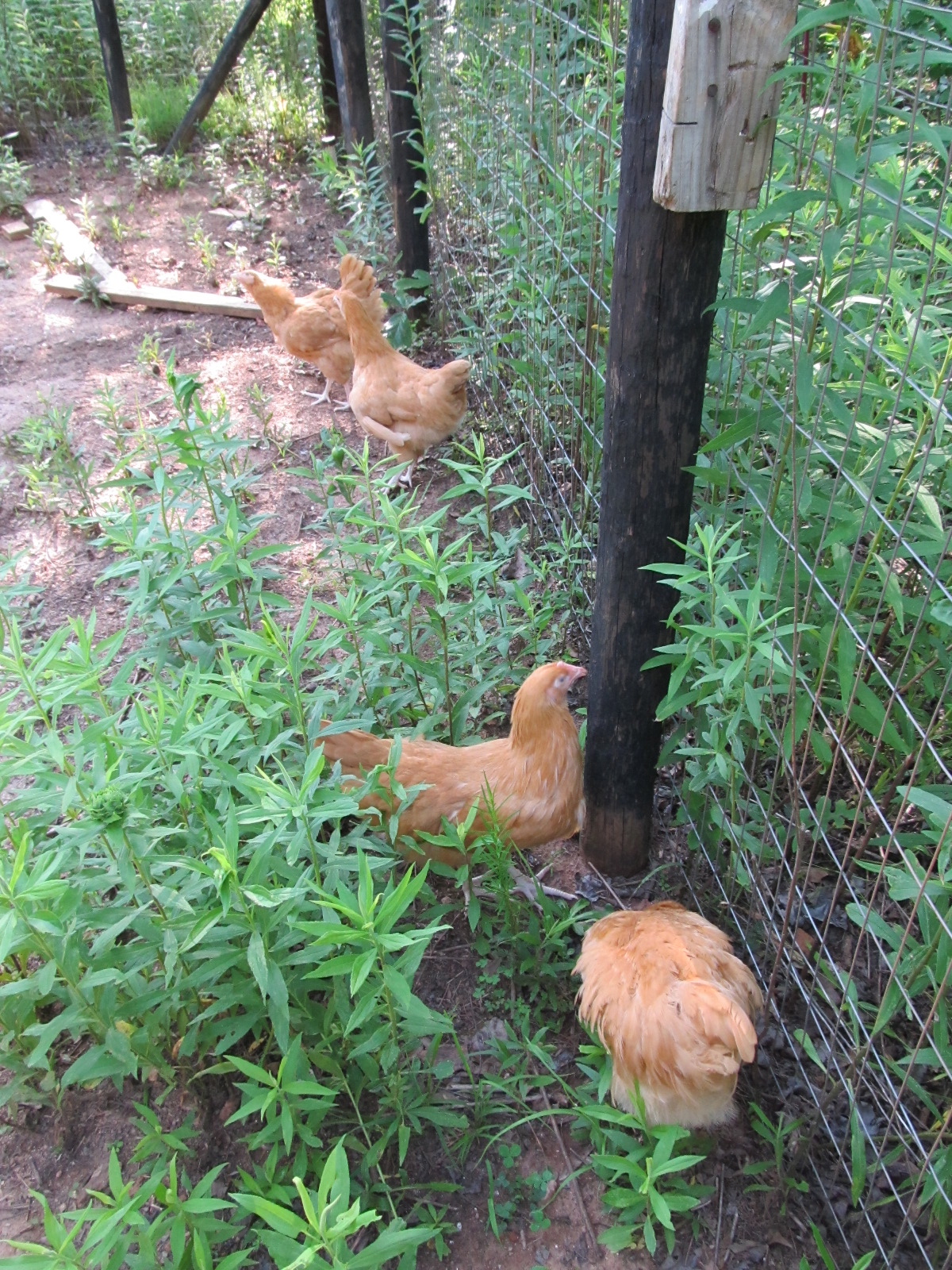 Exploring their new yard.