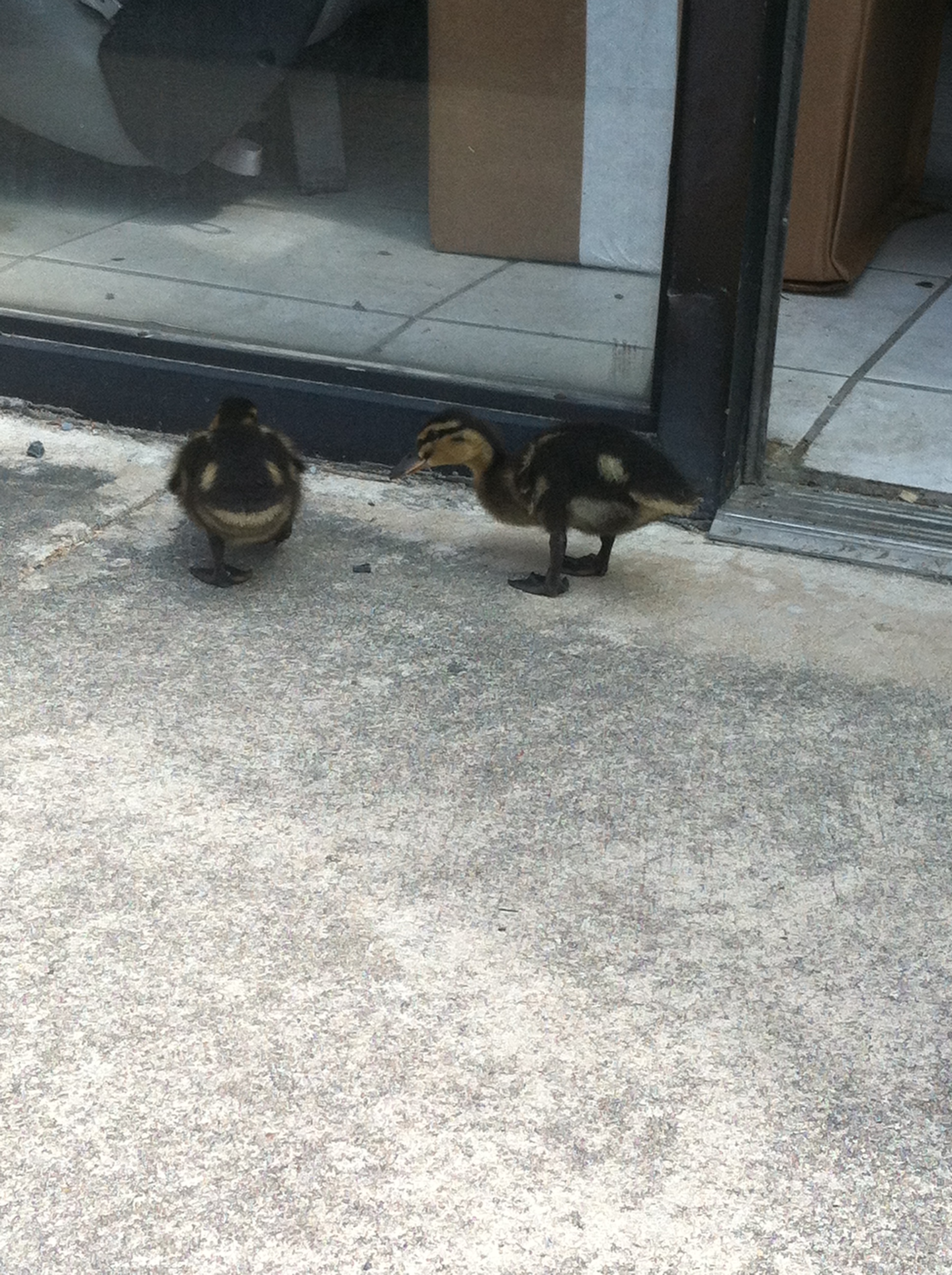 Exploring... while at work with me because they were little Houdinis the day before and escaped.