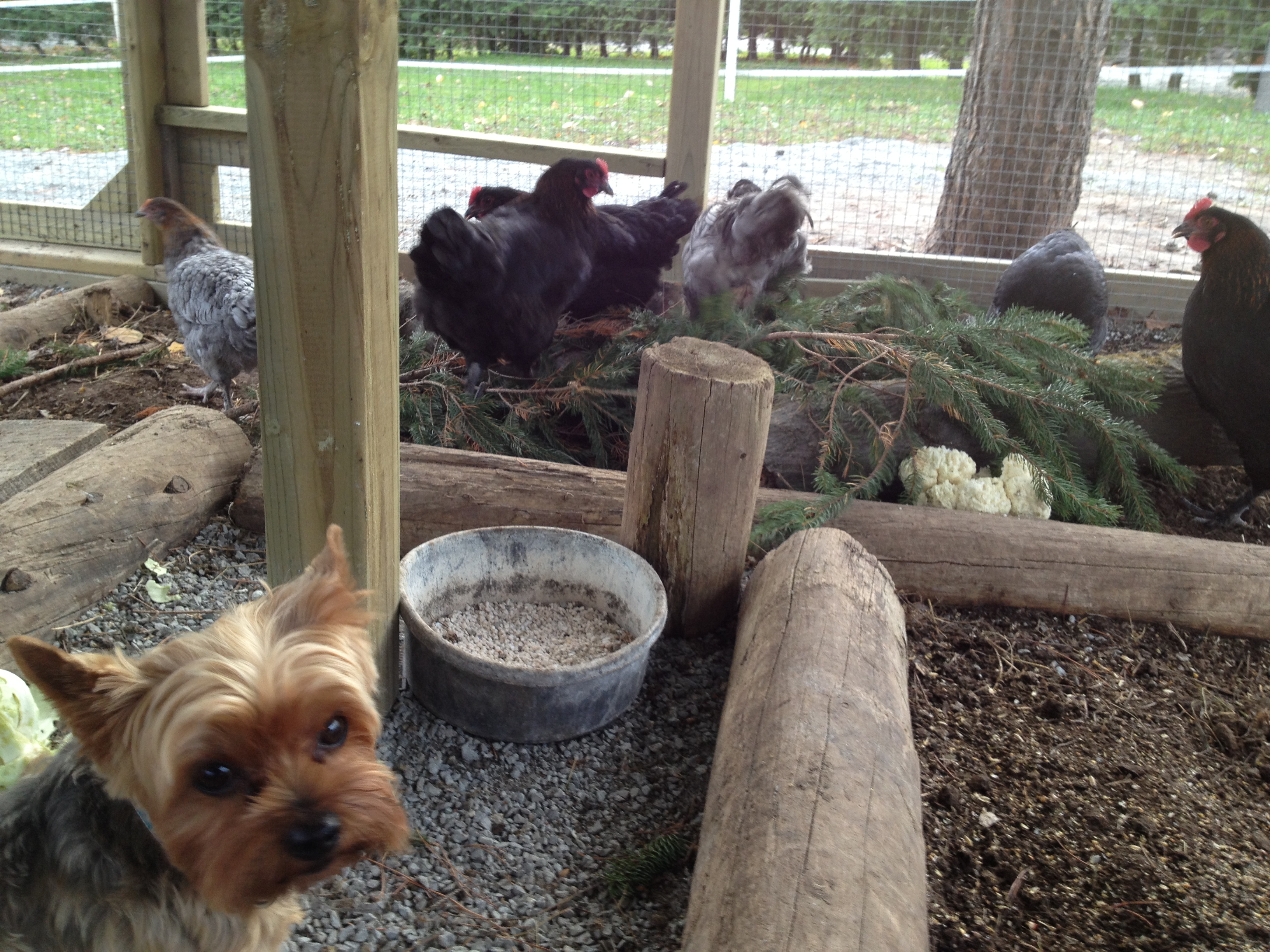 exposing the dogs to the chickens, it's a good thing!