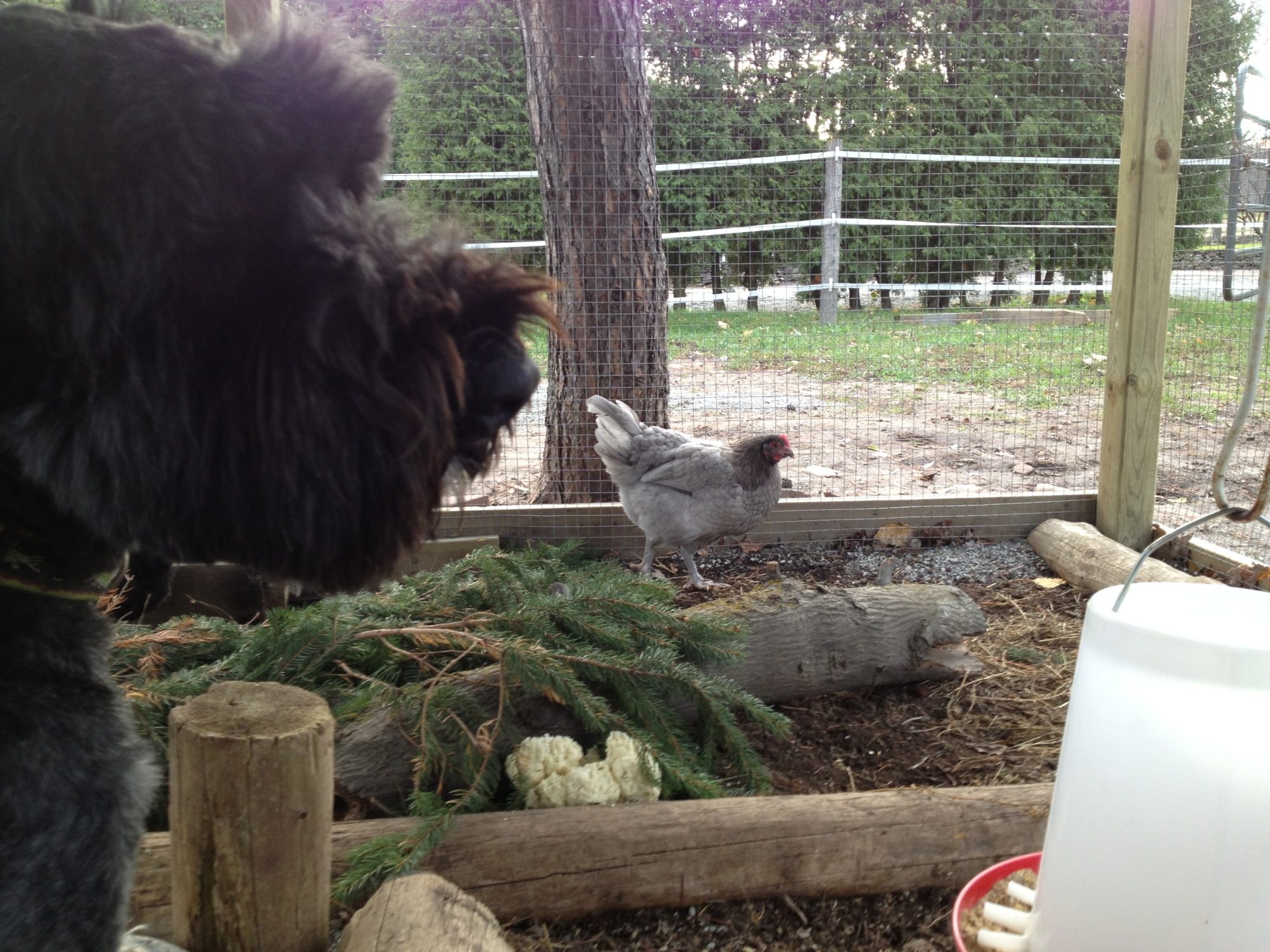 exposing the dogs to the chickens, so far all is good