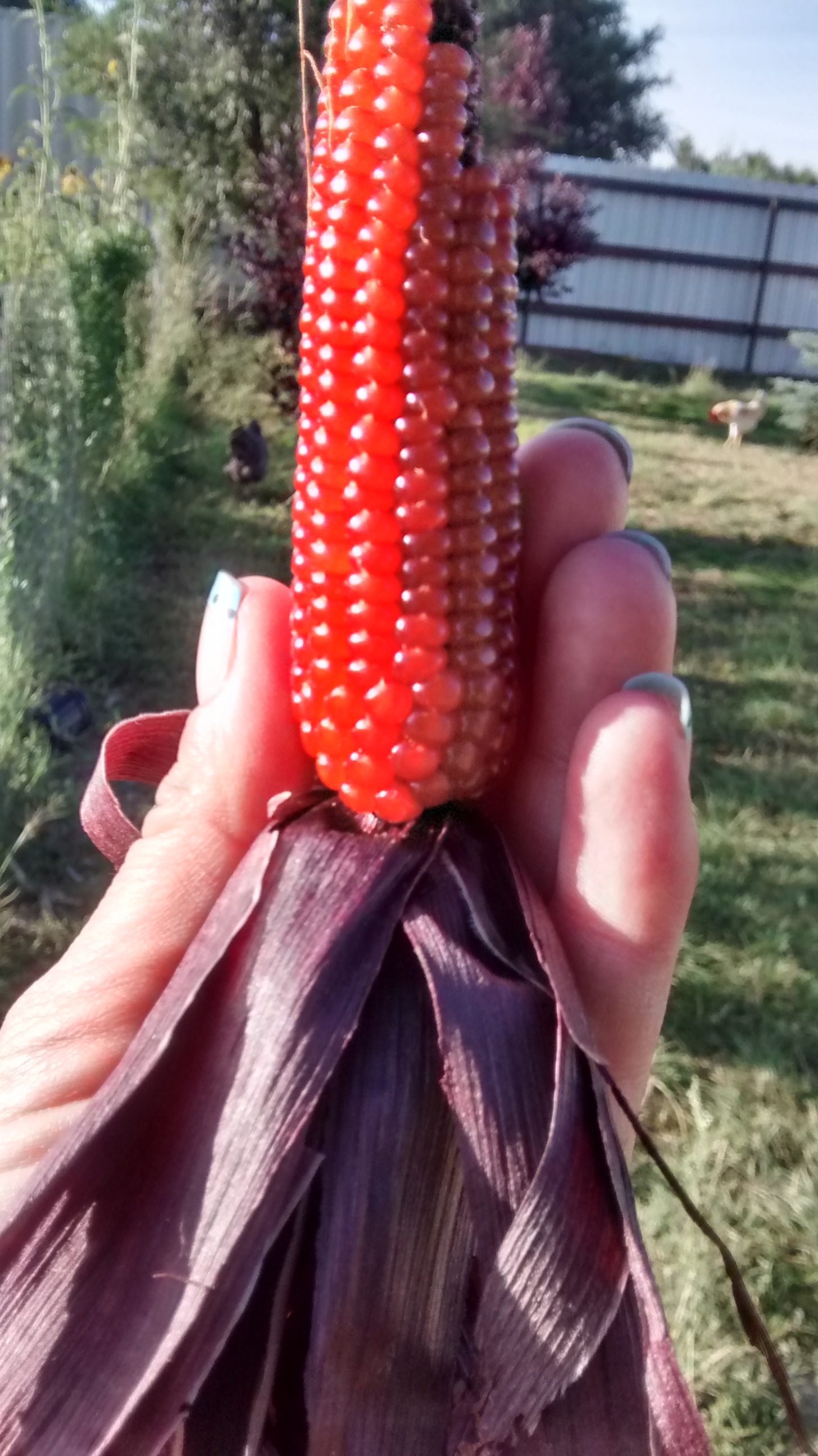 Exquisite coloring popped out of a cross between gem Indian corn and blue maize :)