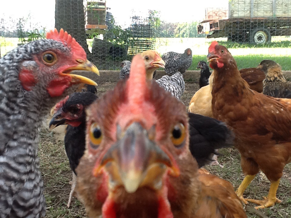 Extreem close up Rhode Island Red