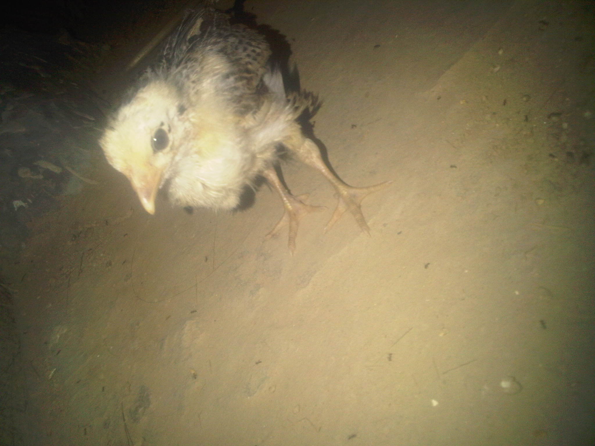 Eye mark chick