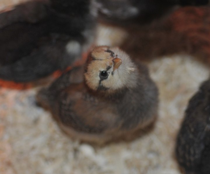 eyrin one of our americuanas as a chick