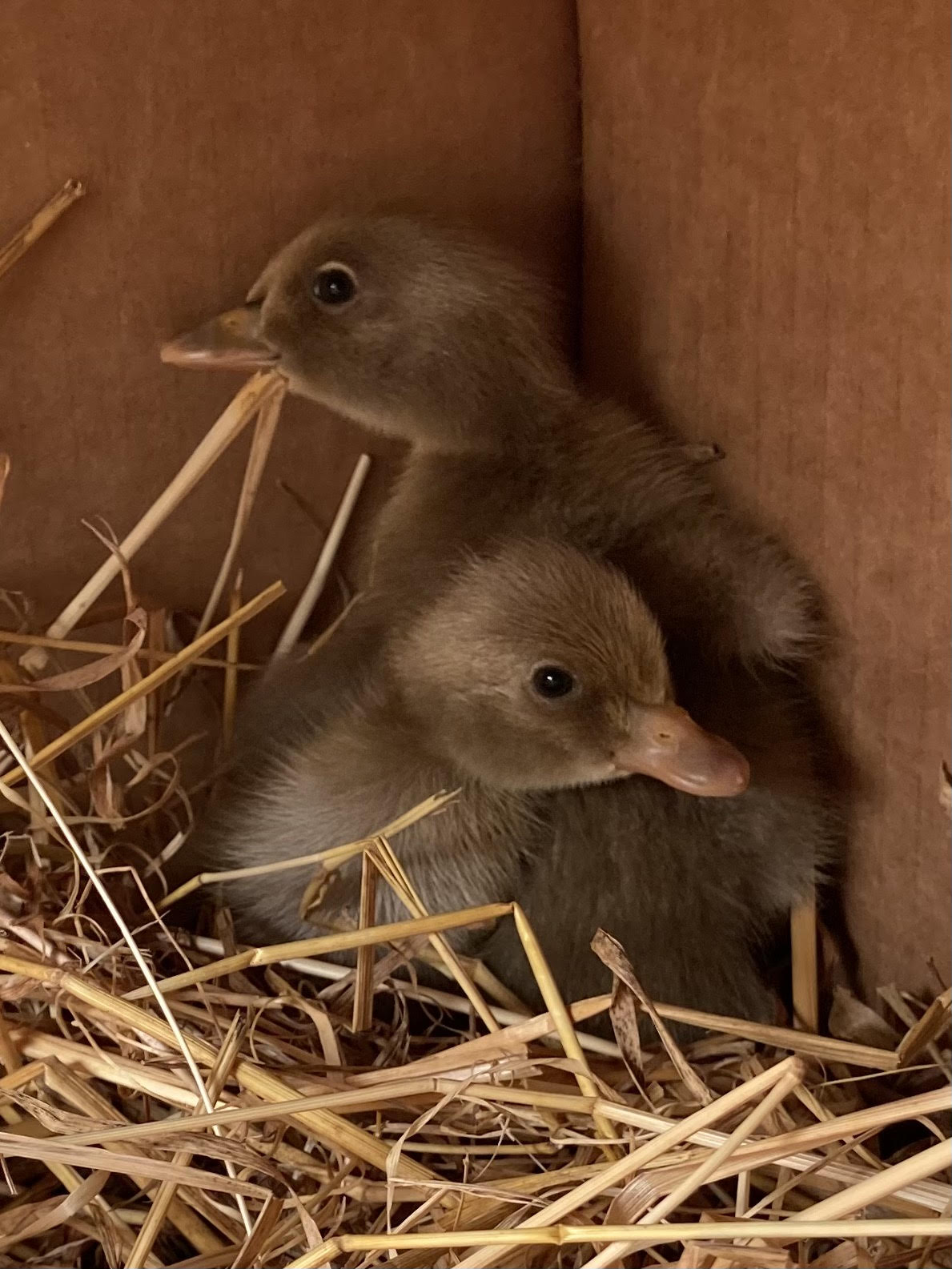 F&W Indian runners and Khaki campbell cross ducklings