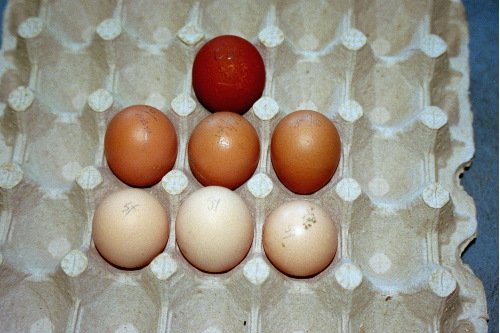 F1 eggs in middle row.