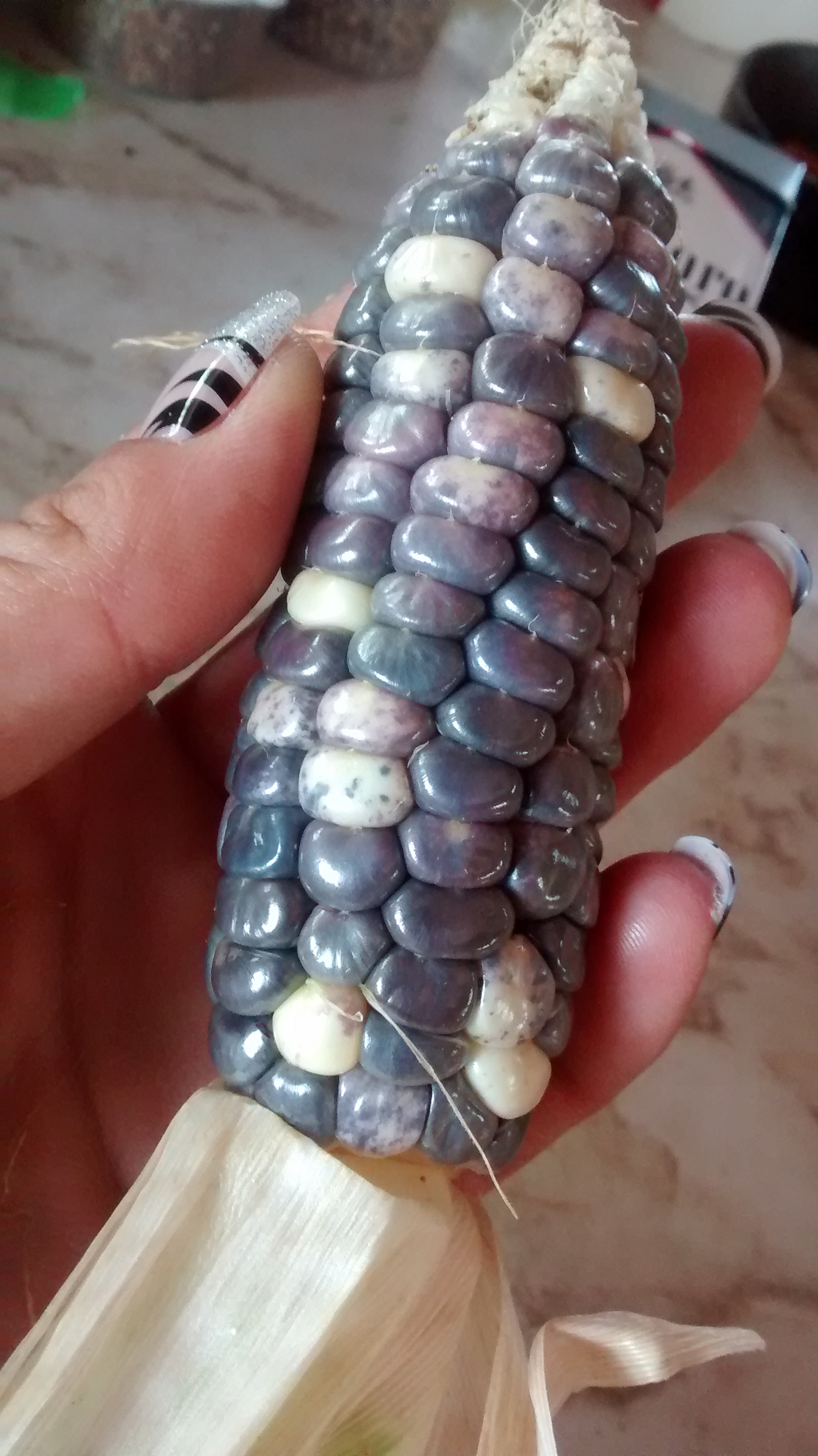 F1 hand pollinated blue maize