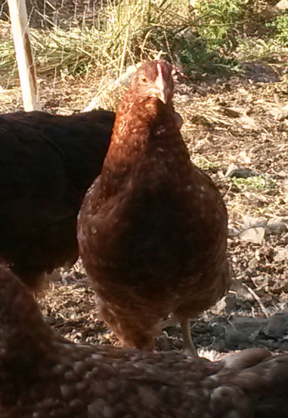 F1 Improvement project pullet.