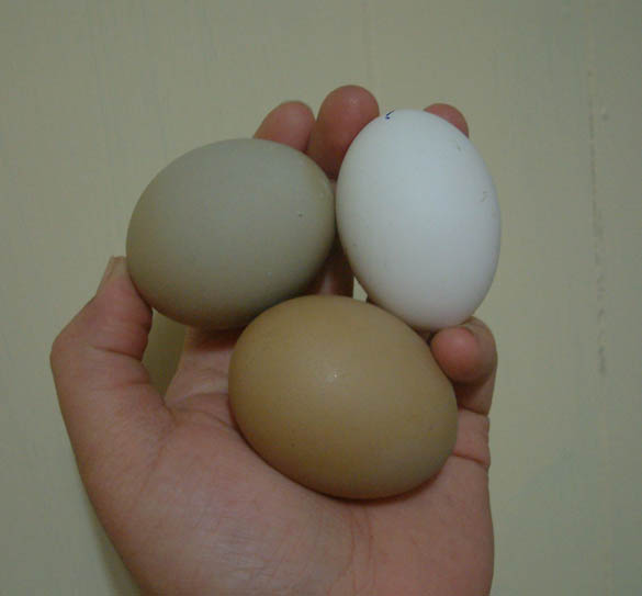 F1 Olive Egger eggs and a white Polish egg