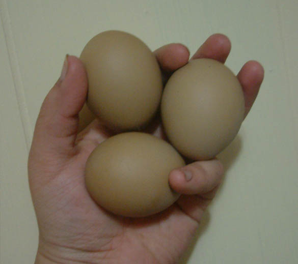 F1 Olive Egger eggs