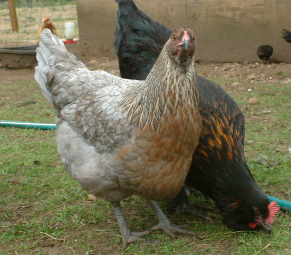 F1 Olive Egger pullet