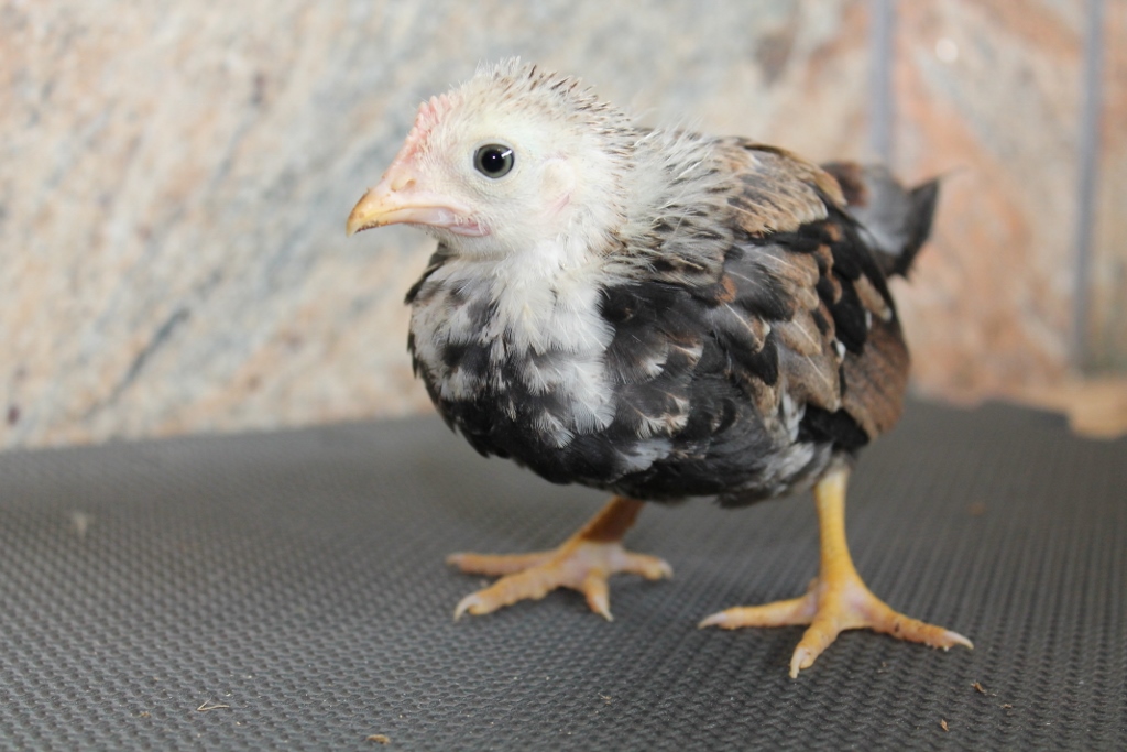 F1 Silver Duckwing x Wheaten cockerel (only one in the hatch)