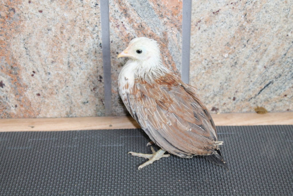 F1 Silver Duckwing x Wheaten pullet (one of 3)
