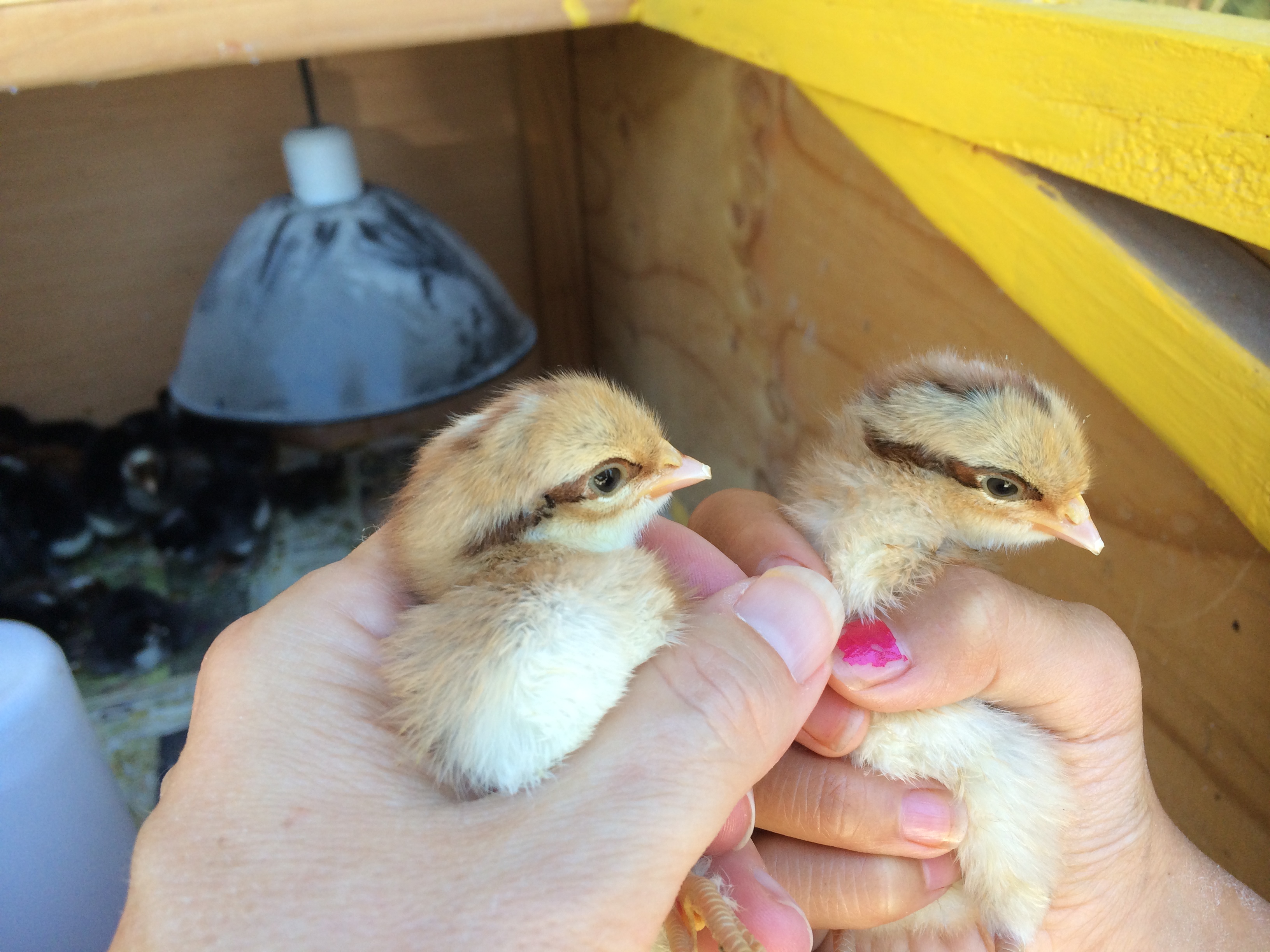 F2 chicks
e+/e+ B/- or B/b