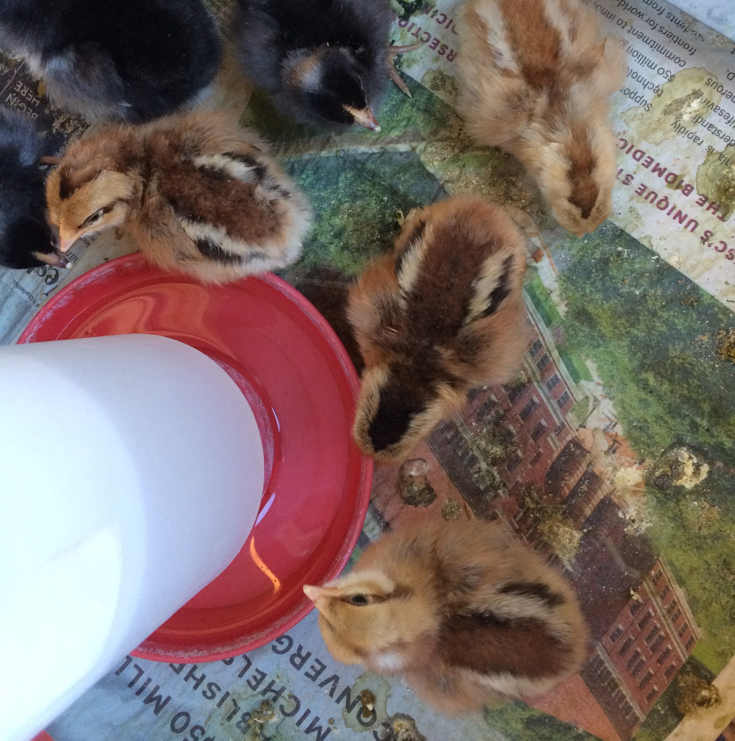 F2 chicks
(the "chipmunks" with dots on their heads are the keepers)
e+/e+ B/- or B/b
