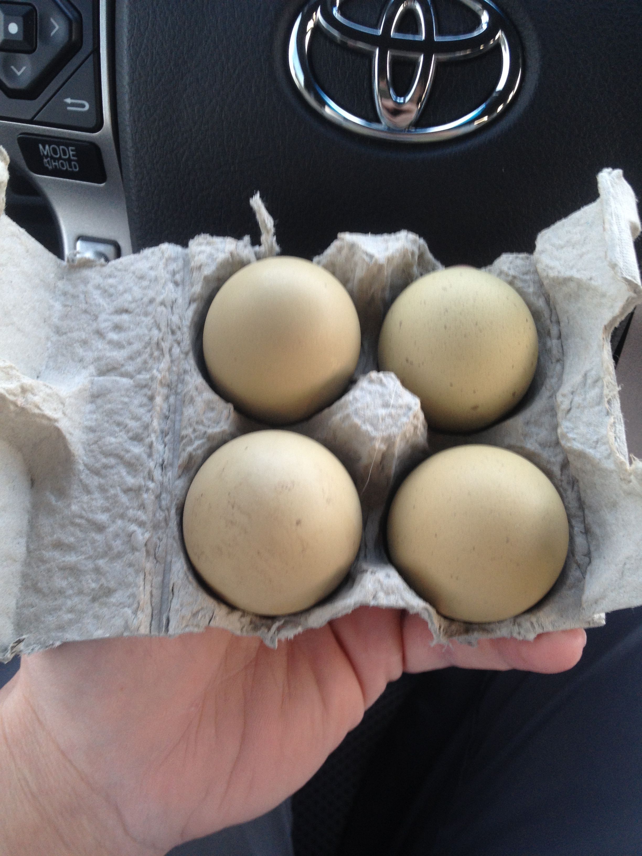 F2 eggs for incubator