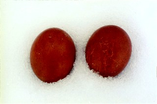 F2 eggs from the Silver Wheaten, back in 2010.   They have pretty much maintained this color since.   I need to put updated egg photos up from what's laid this spring (2015), just not all are laying yet.
  Feather color has nothing to do with egg color genes.  It's all in how you breed them and never back breed to the non-Marans (in this case Sussex) line.  Ever.  When transferring a feather color gene.  A one time breeding is all you need.