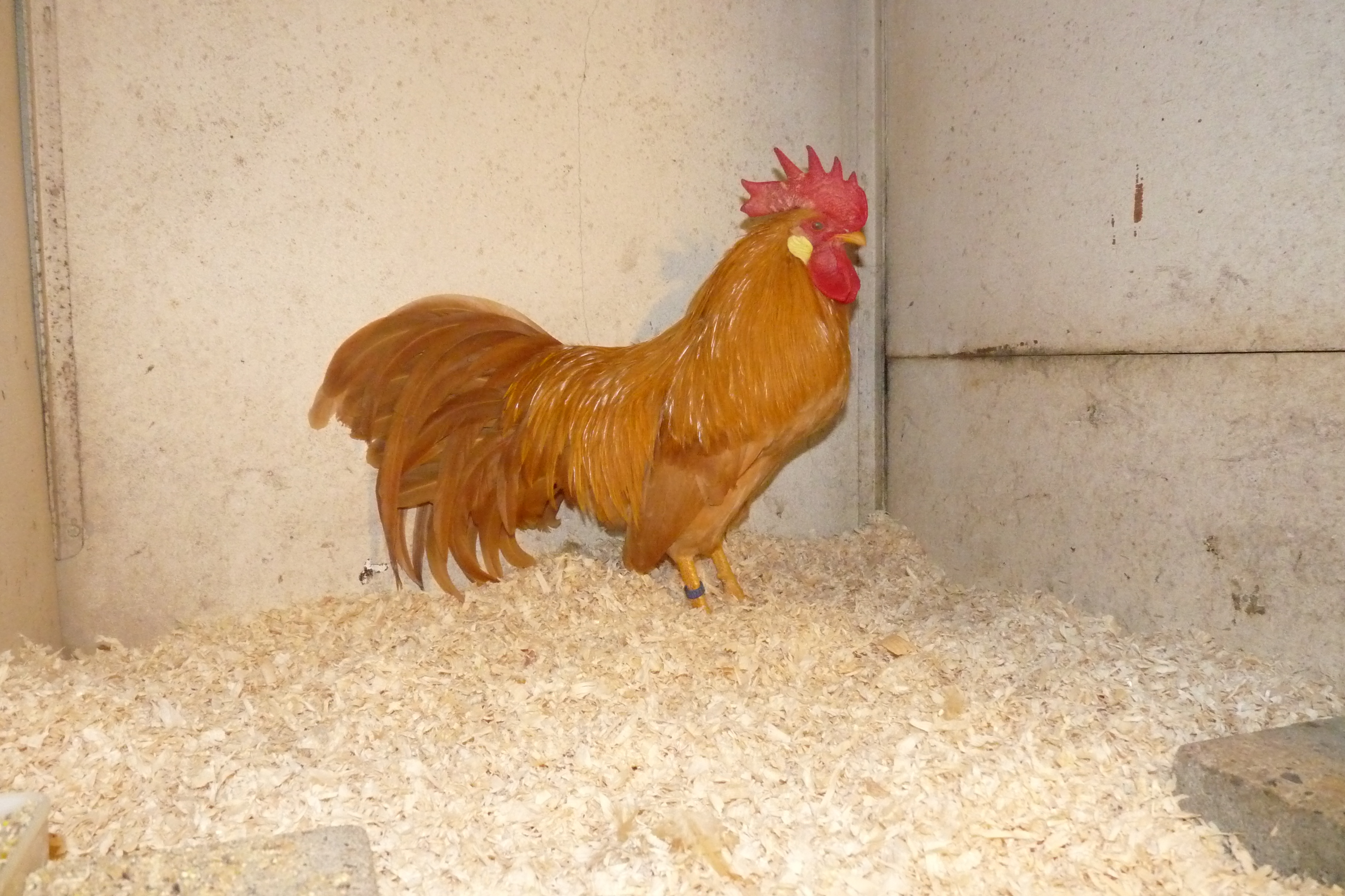 F3 male from a cross between American type Buff Leghorn Bantams and Buff Dutch Bantams. They need some work but came well for 3th generation.