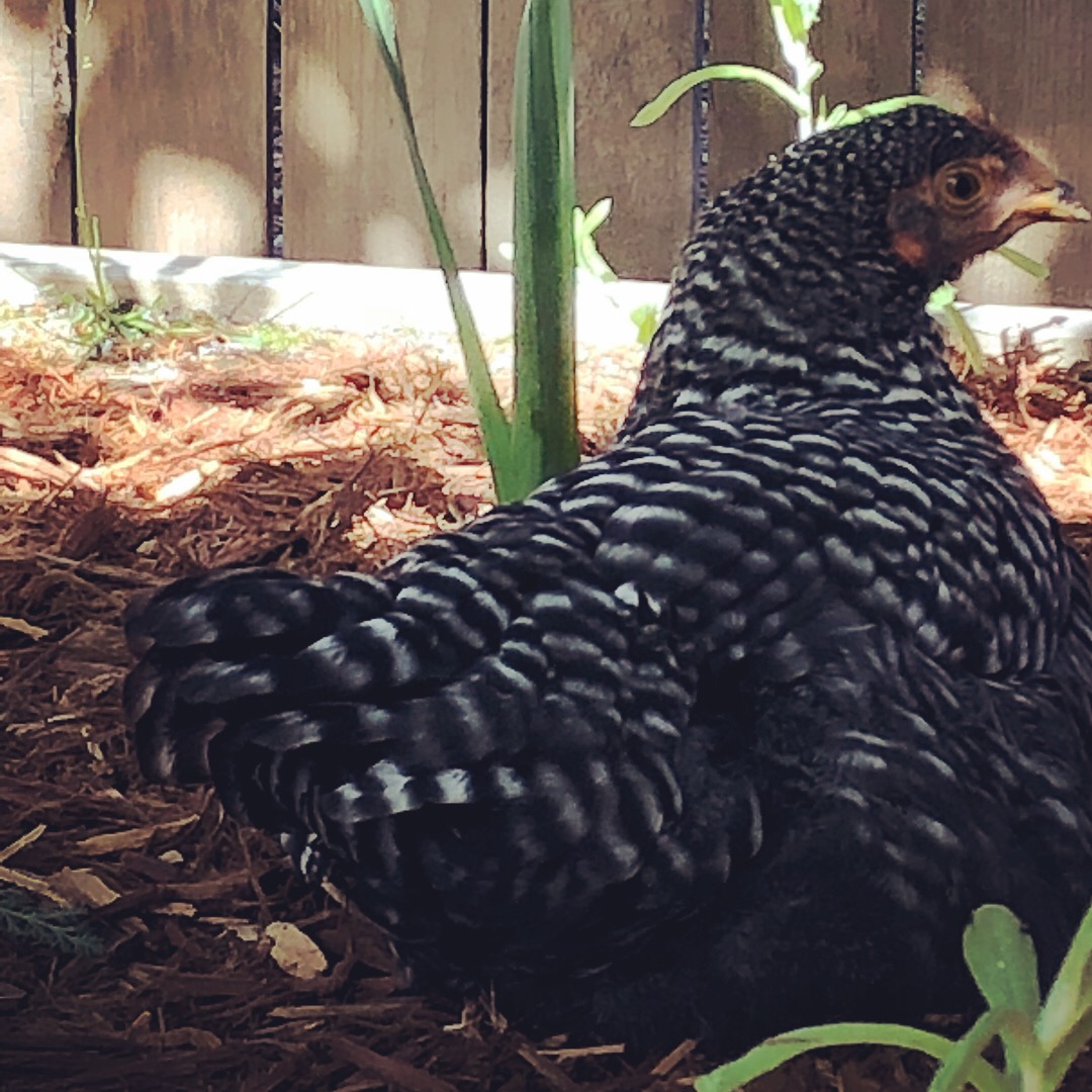 F8DDF363-CDEF-4CF3-8C34-7F866C072093