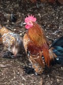 "Fabian" My handsome Mille Fluer Booted Bantam