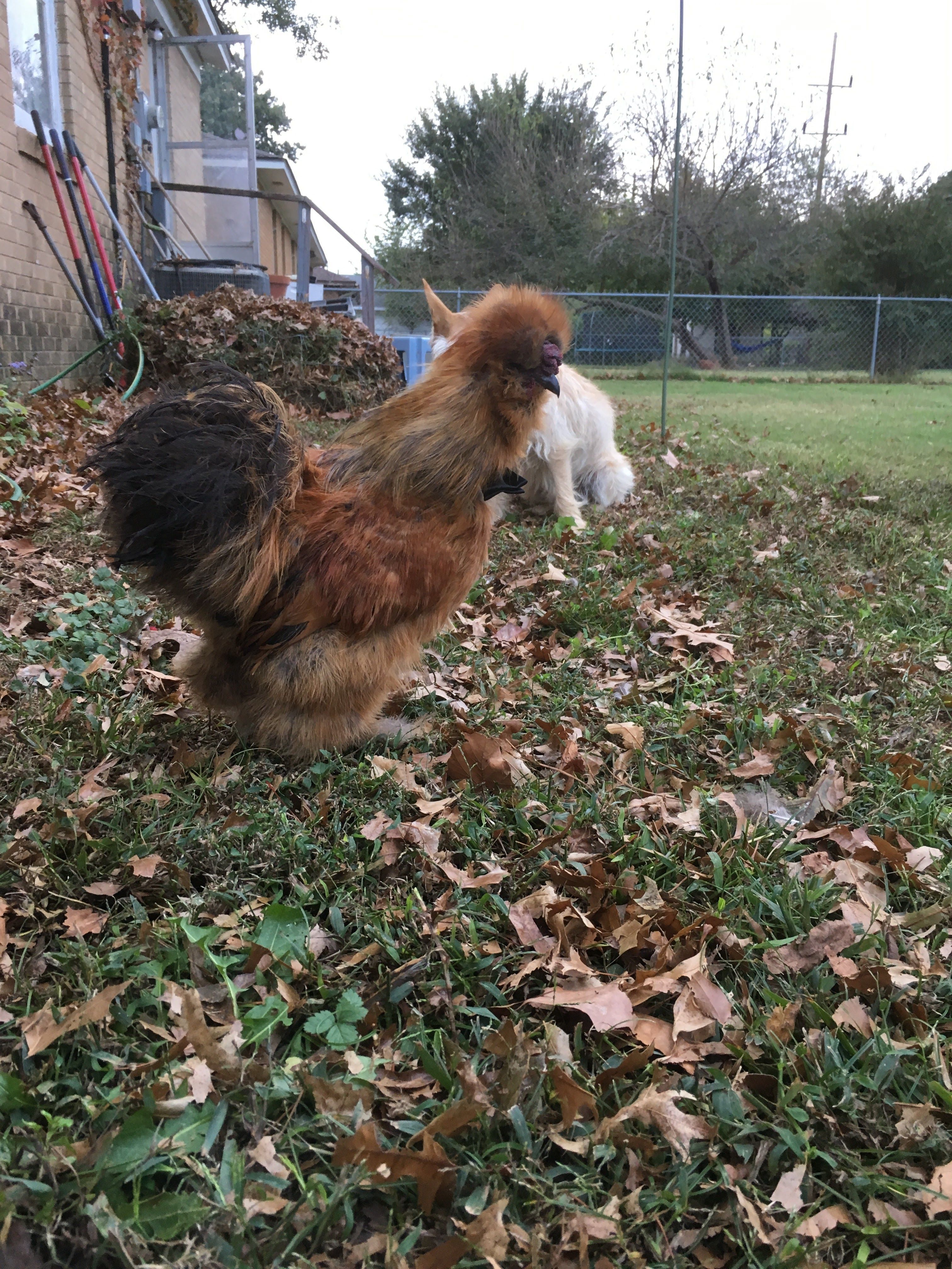 Fabio with his neck tie. He wears a crow collar to dampen his crows since I live in city limits. The neighbors don't mind him.