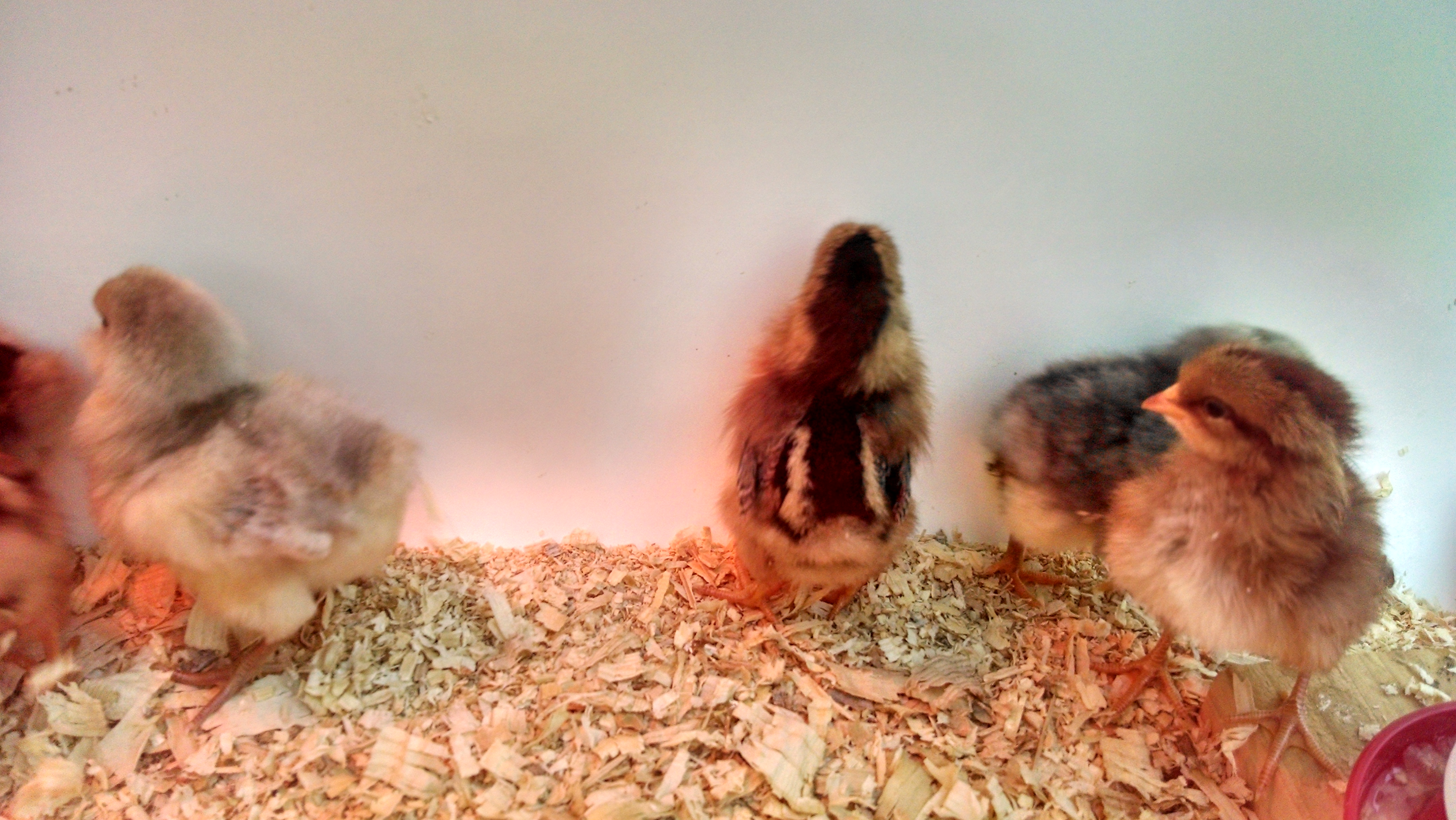Facing the camera and face to the back wall: Welsumer
Between the 2 Welsumers: darker Easter Egger
Far left: lighter Easter Egger