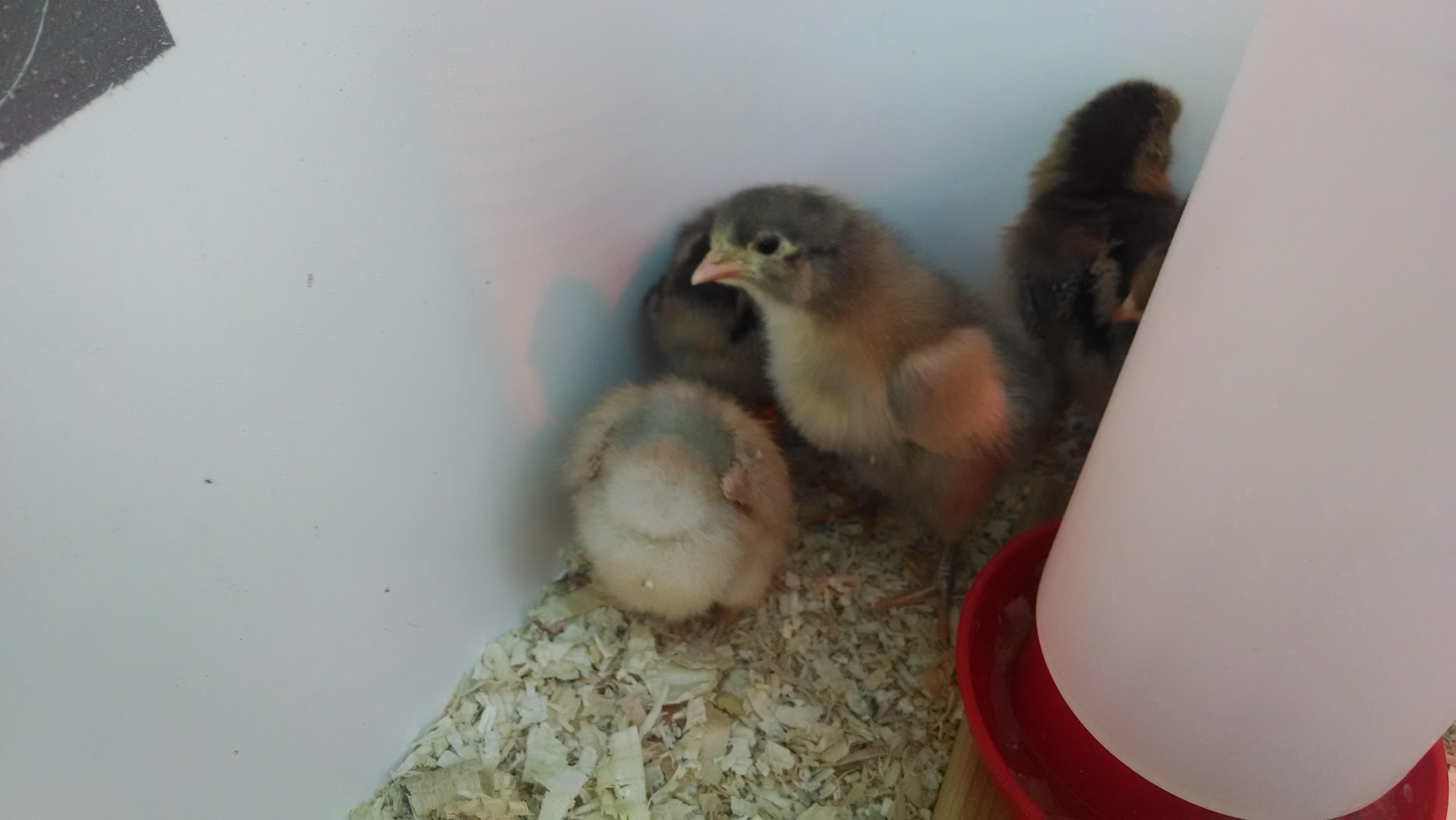 Facing the camera: white Jersey Giant
Butt in the air: lighter Easter Egger
Behind waterer: darker Easter Egger
Between Jersey giant & light Easter Egger: ??