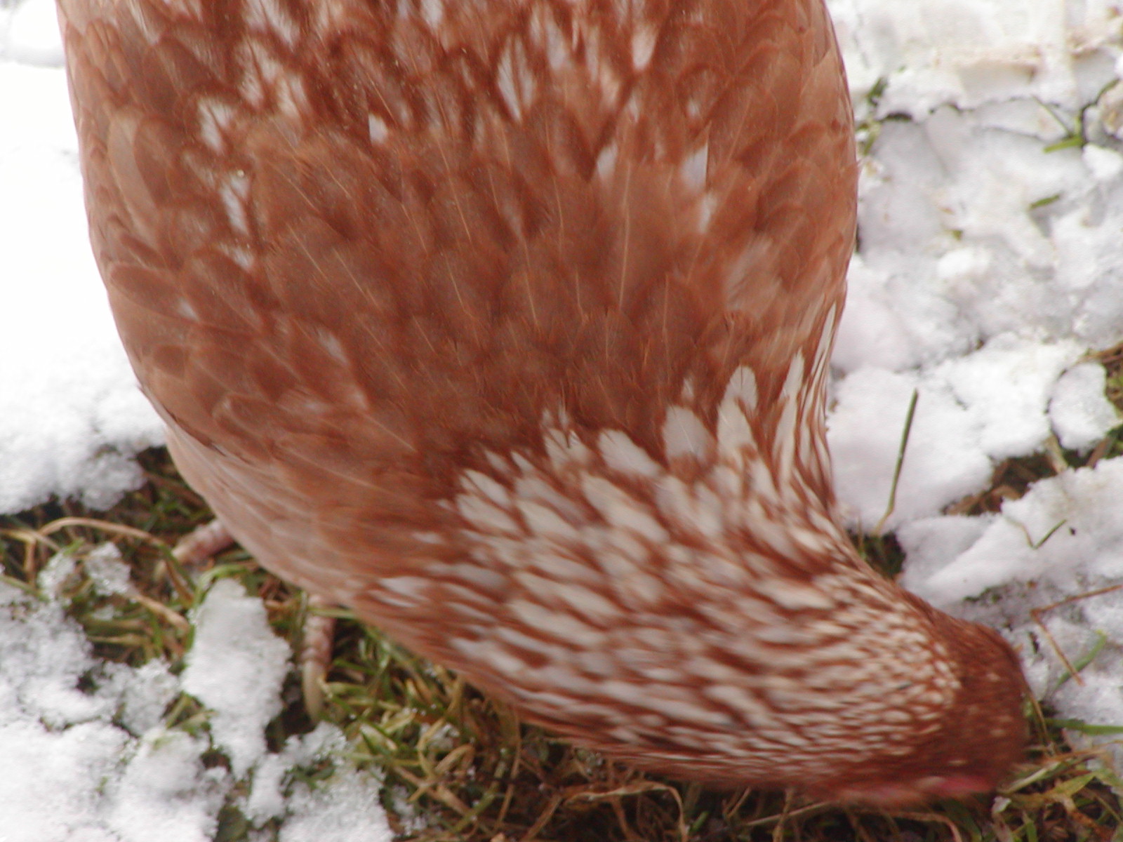 Fae in snow - neck feathers