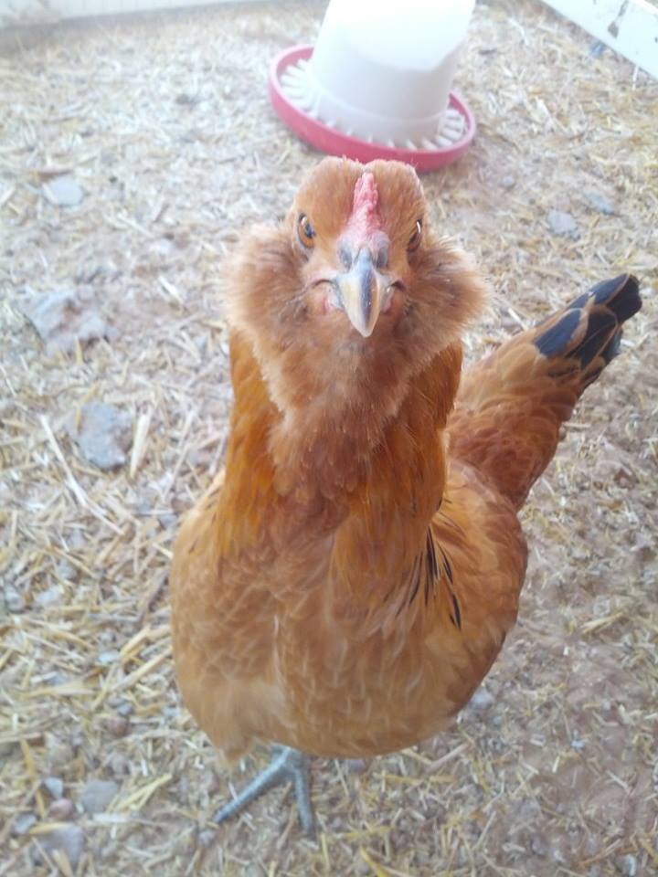 Faith (Easter Egger)