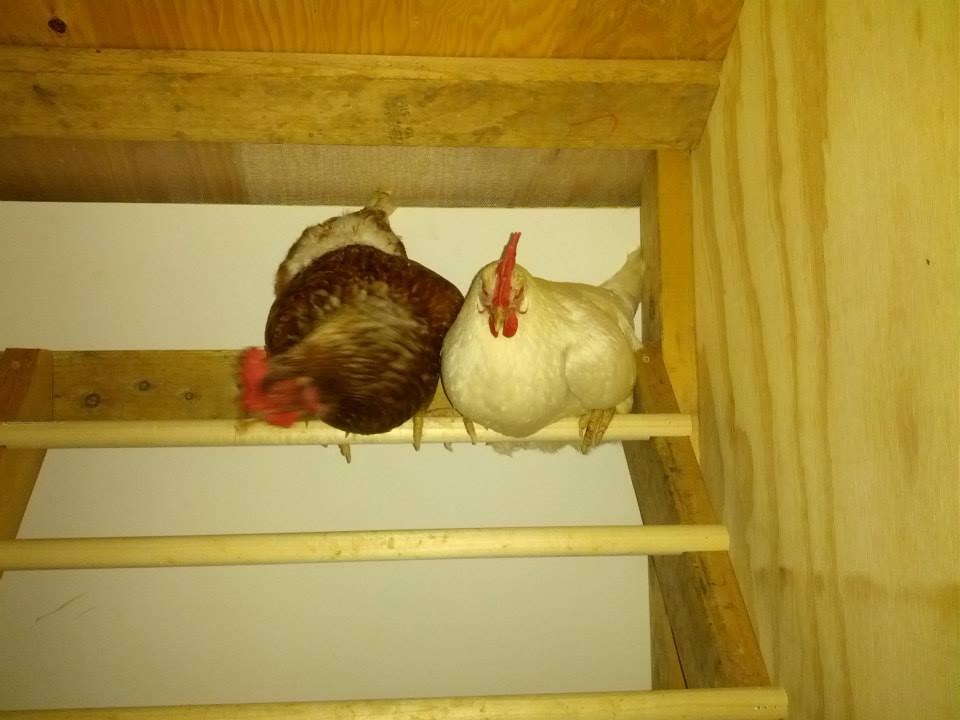 *Faith & Pearl - 1st night in the Hen mansion