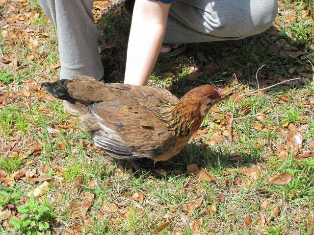 Falco, an Easter Egger

Hatched beginning of Oct. 2009 and died Dec. 2011.