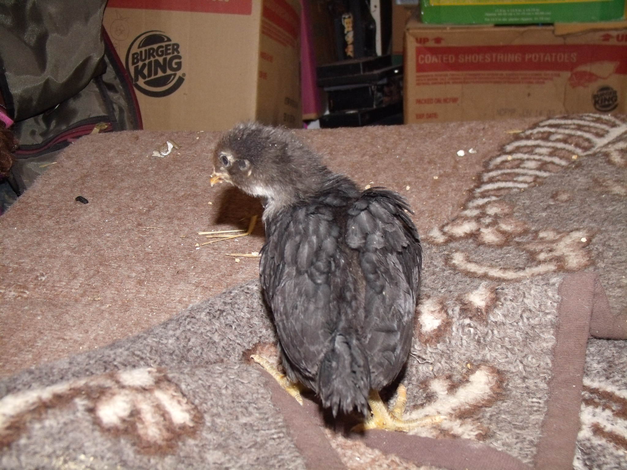 Falcon, hatched January 1st 2012