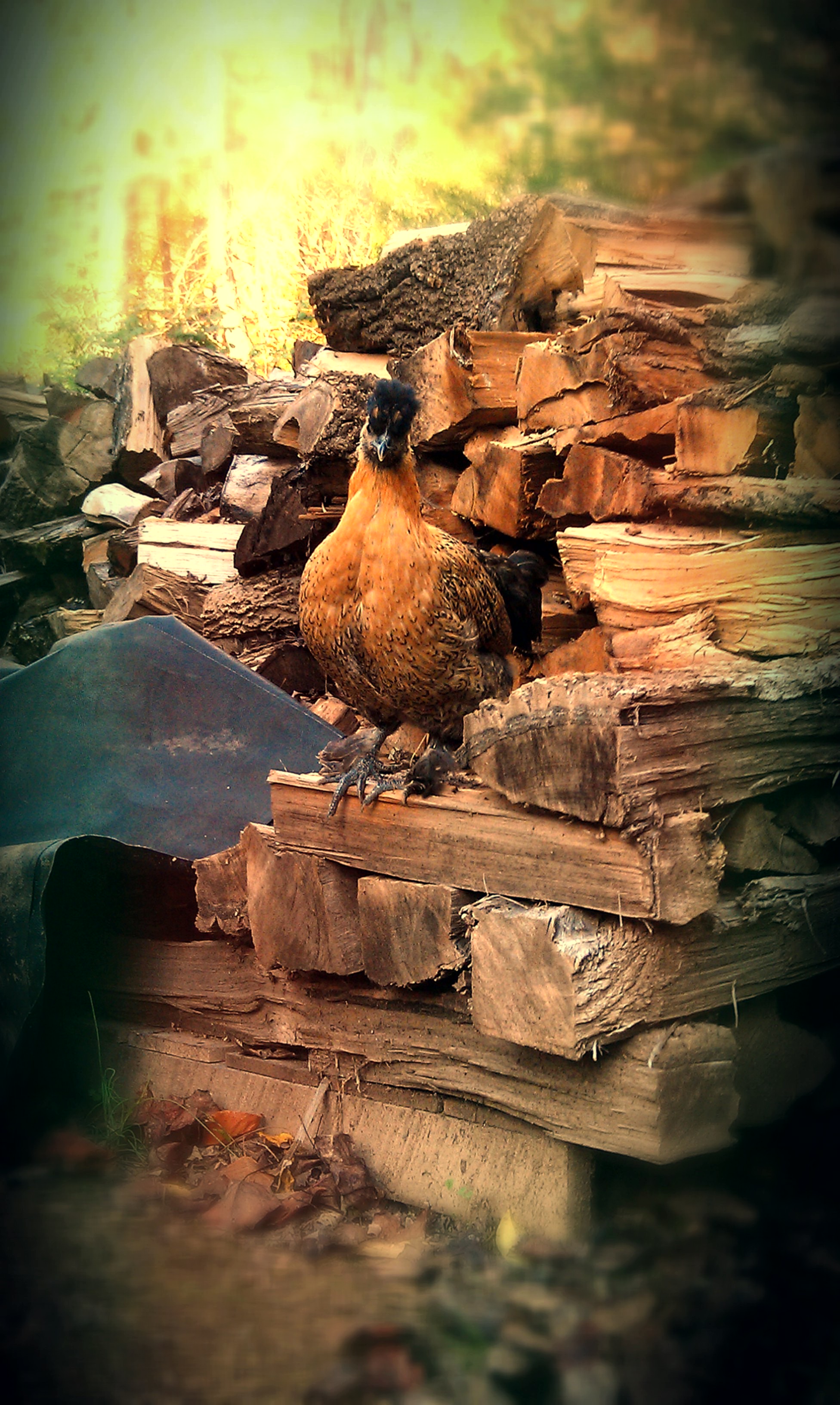 Fall 2013. Butterscotch, our broody bantie (not sure what breed, but definitely a black silkie cross). She diligently set on a clutch of eggs til she met an untimely demise on day 19. She's greatly missed, but we still managed to hatch out a few of her adopted babies:)