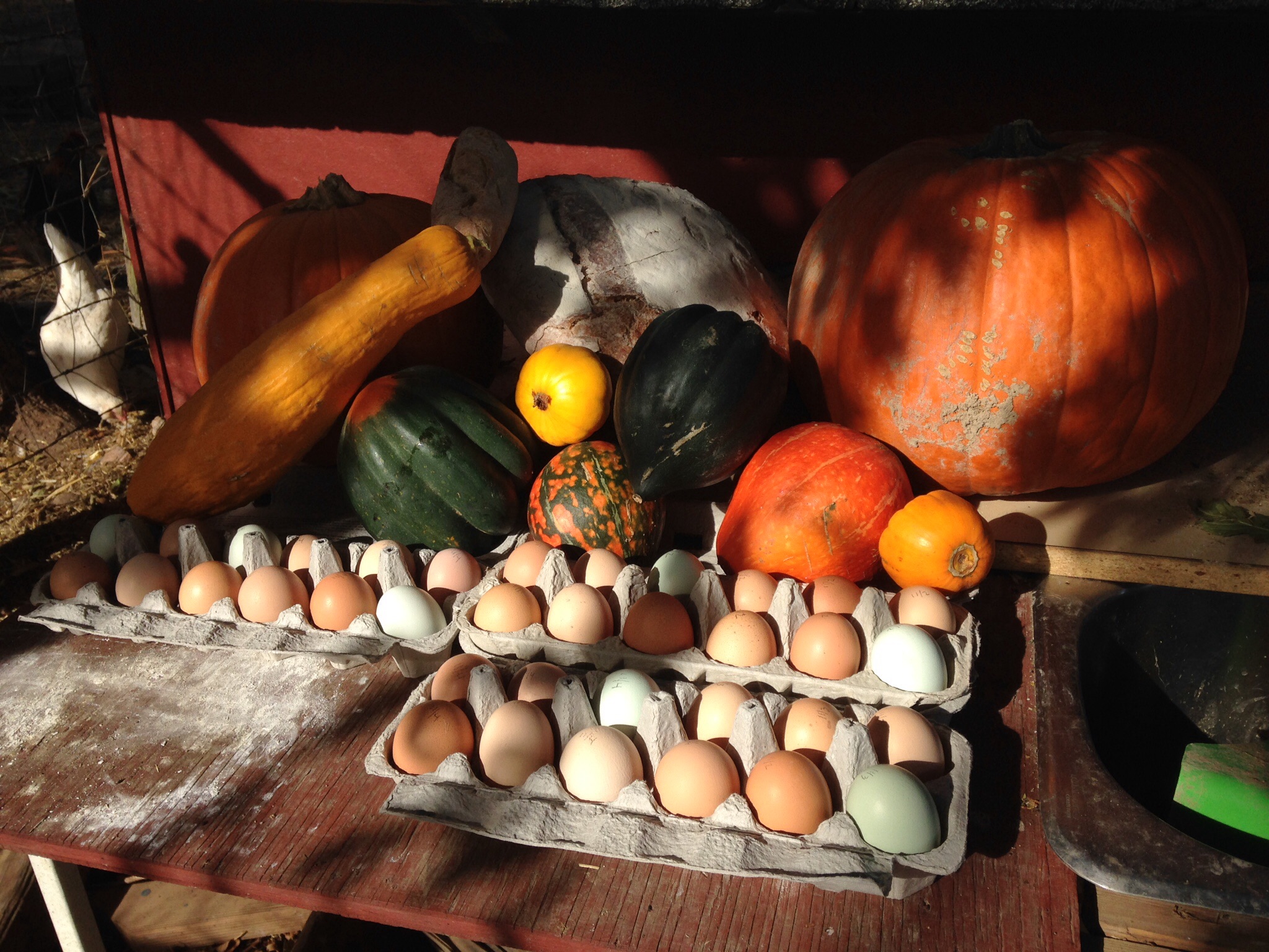 Fall 2014 - from the farm