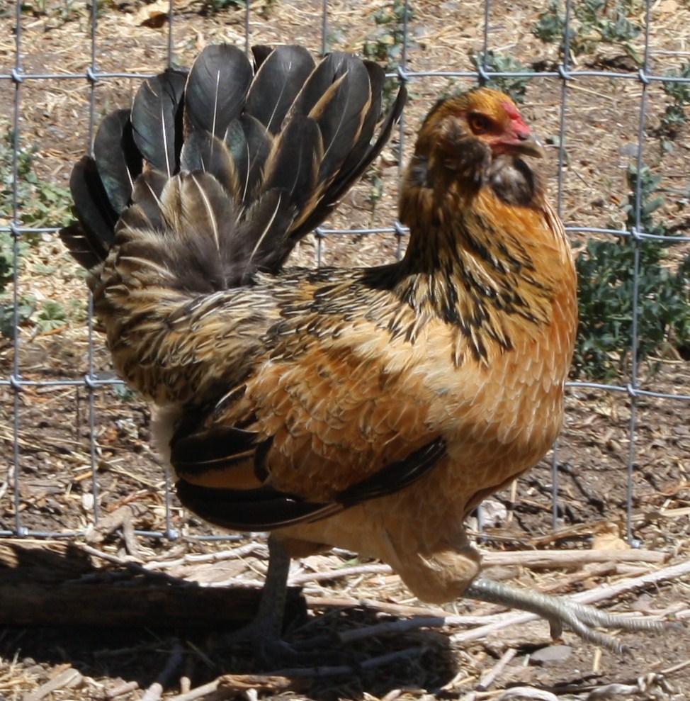 Fall (Easter Egger Hen)