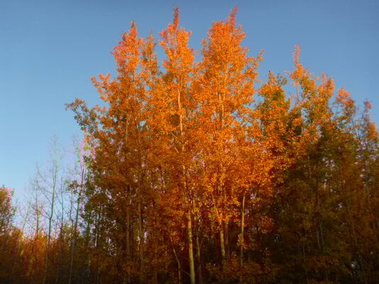 Fall Fun Photo Contest 11.jpg