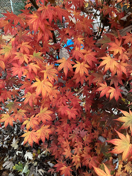 Fall Fun Photo Contest 13.jpg