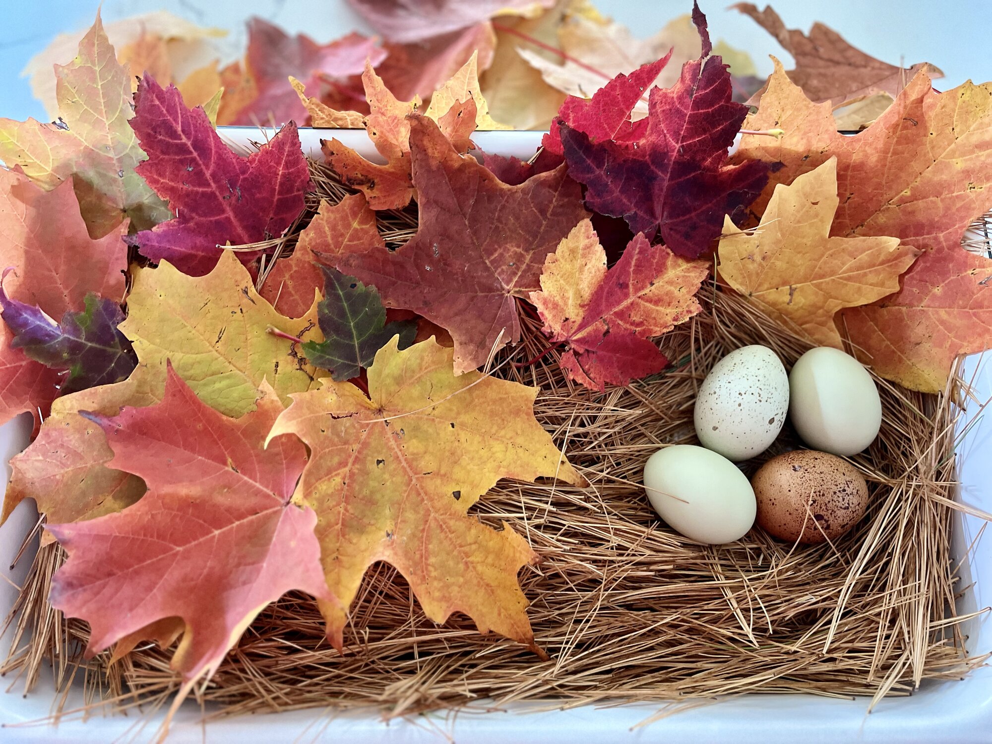 Fall Fun Photo Contest 24.jpg