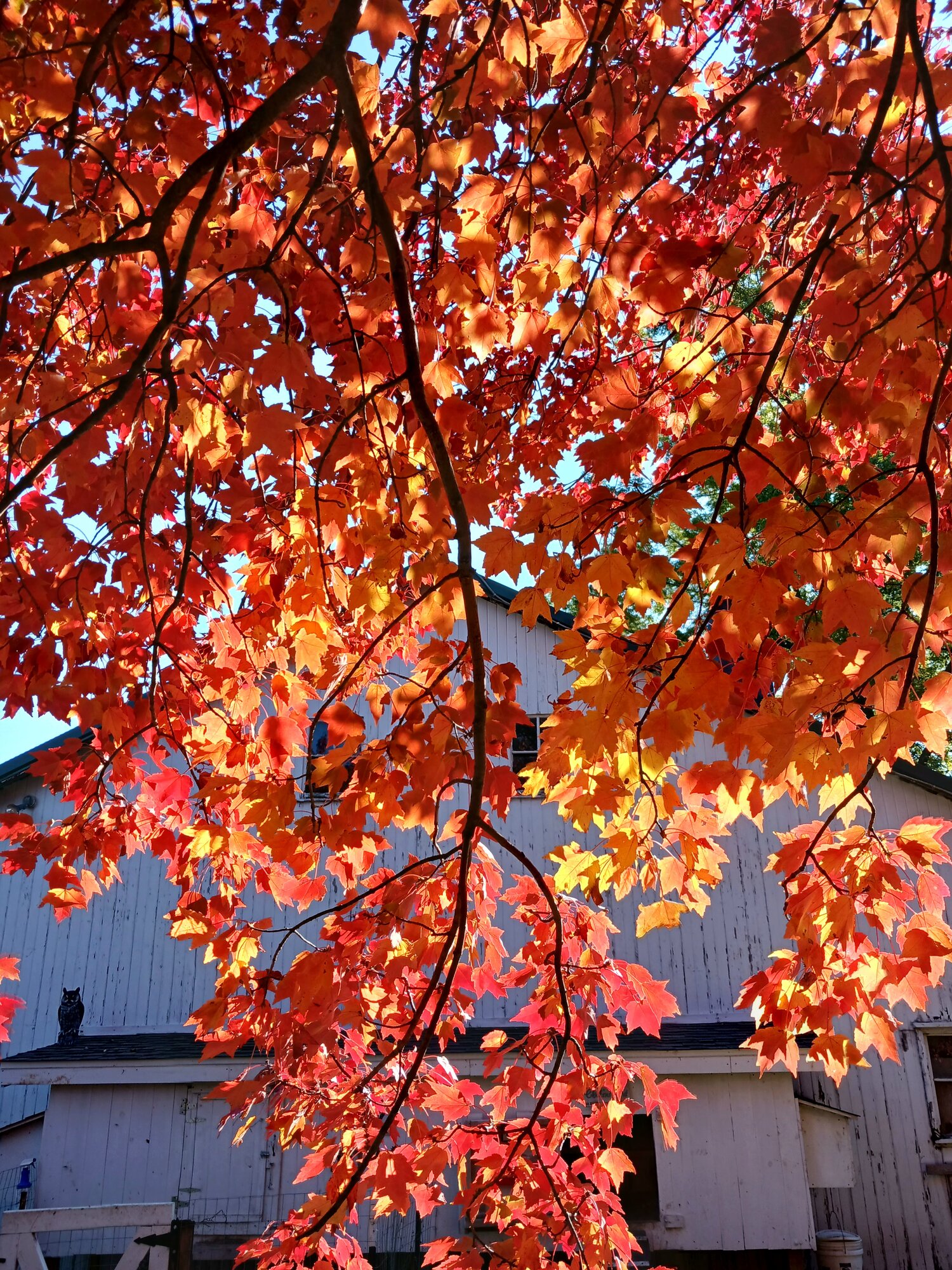Fall Fun Photo Contest 40.jpg