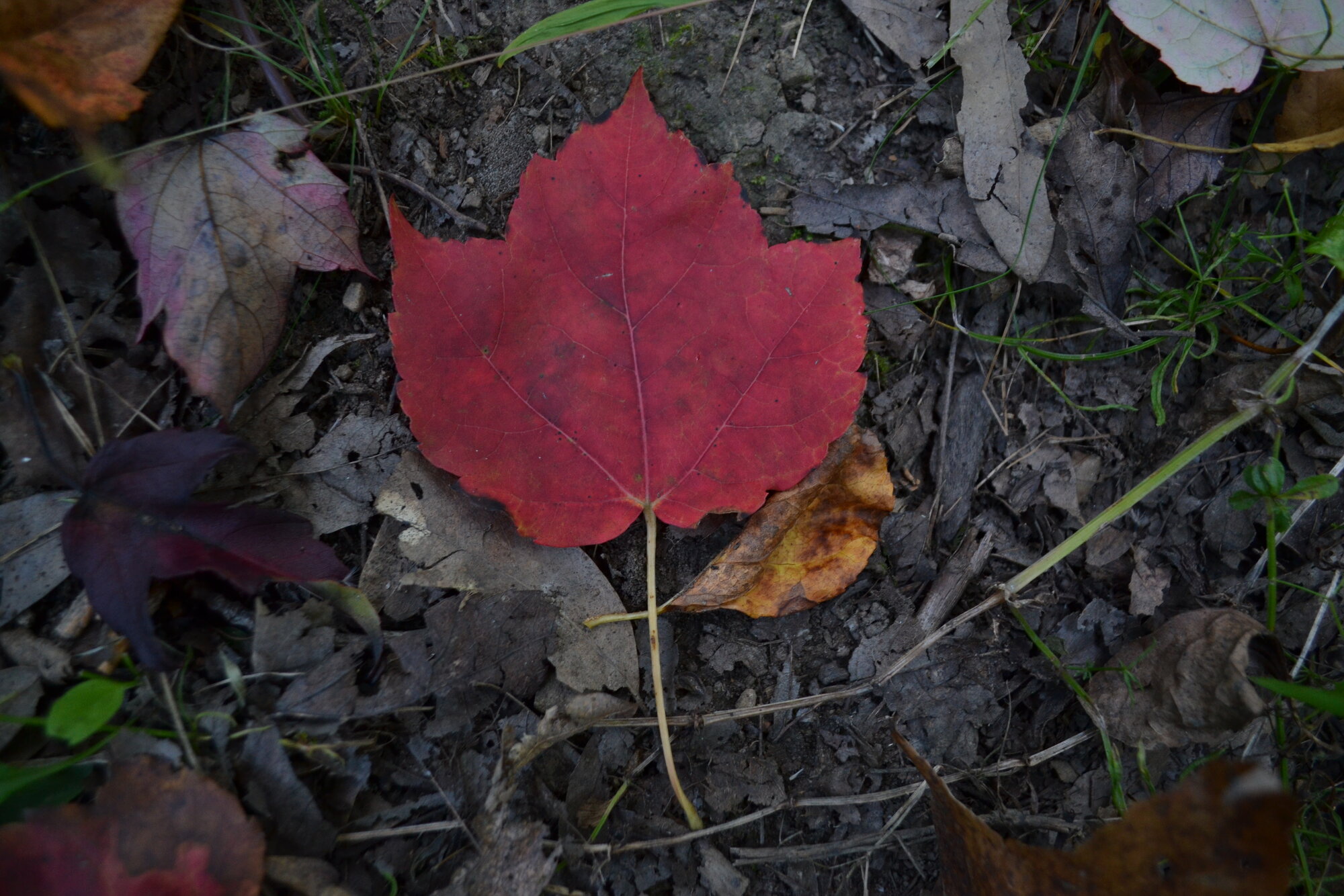 Fall Fun Photo Contest 42.jpg