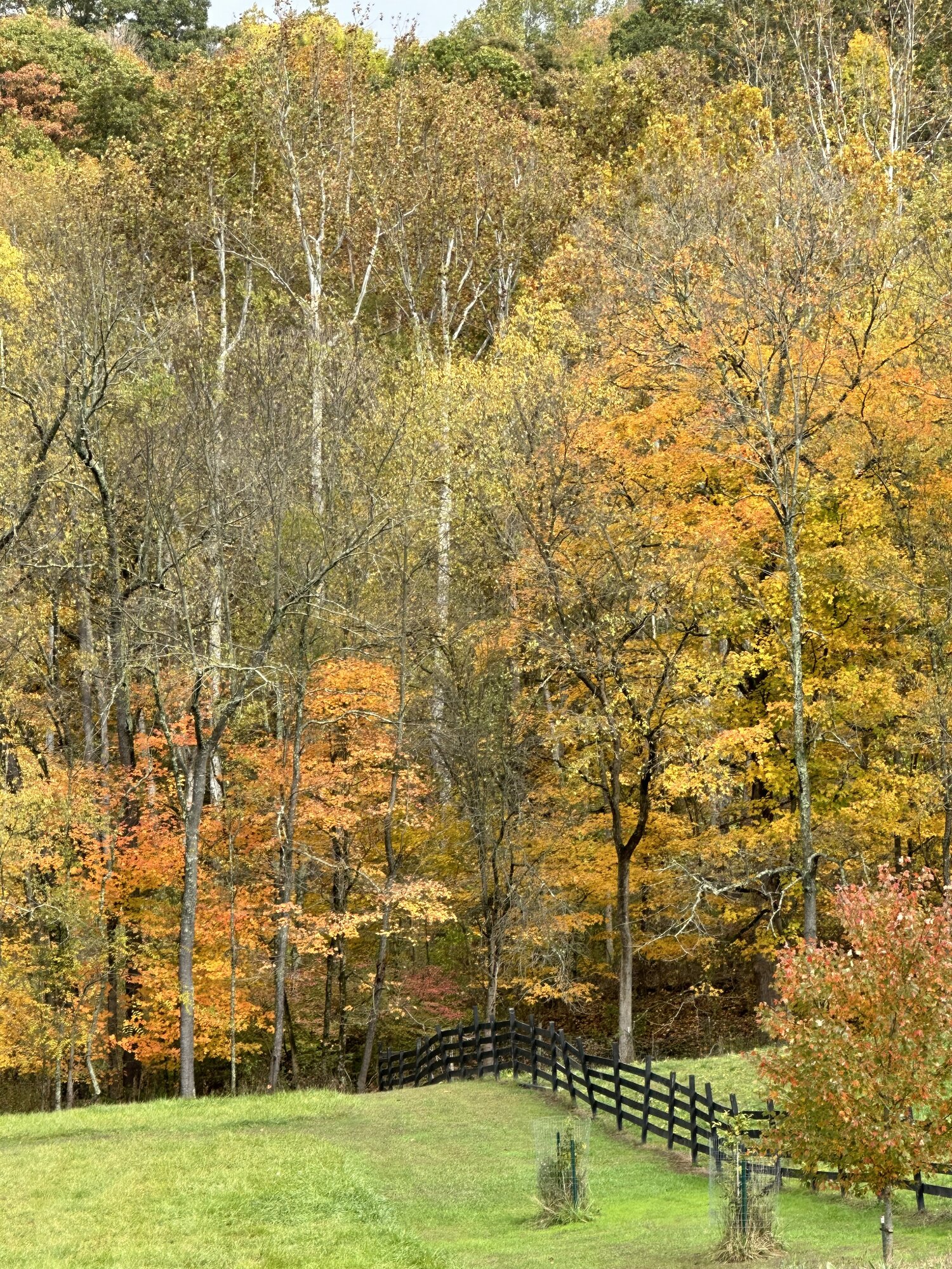 Fall Fun Photo Contest 47.jpg