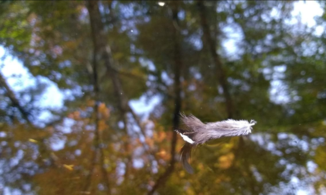 Fall Fun Photo Contest 51.png