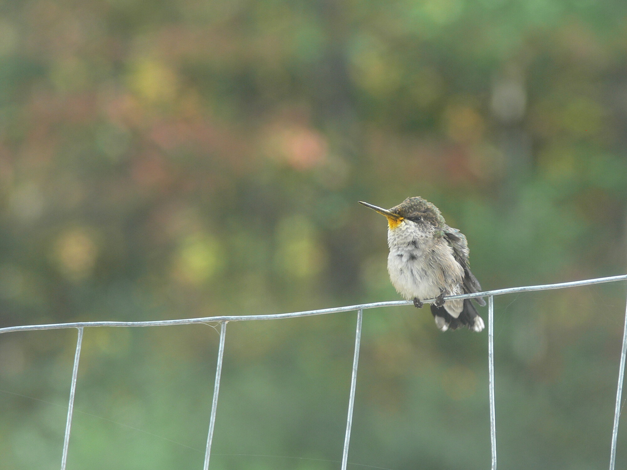 Fall Fun Photo Contest 53.jpg