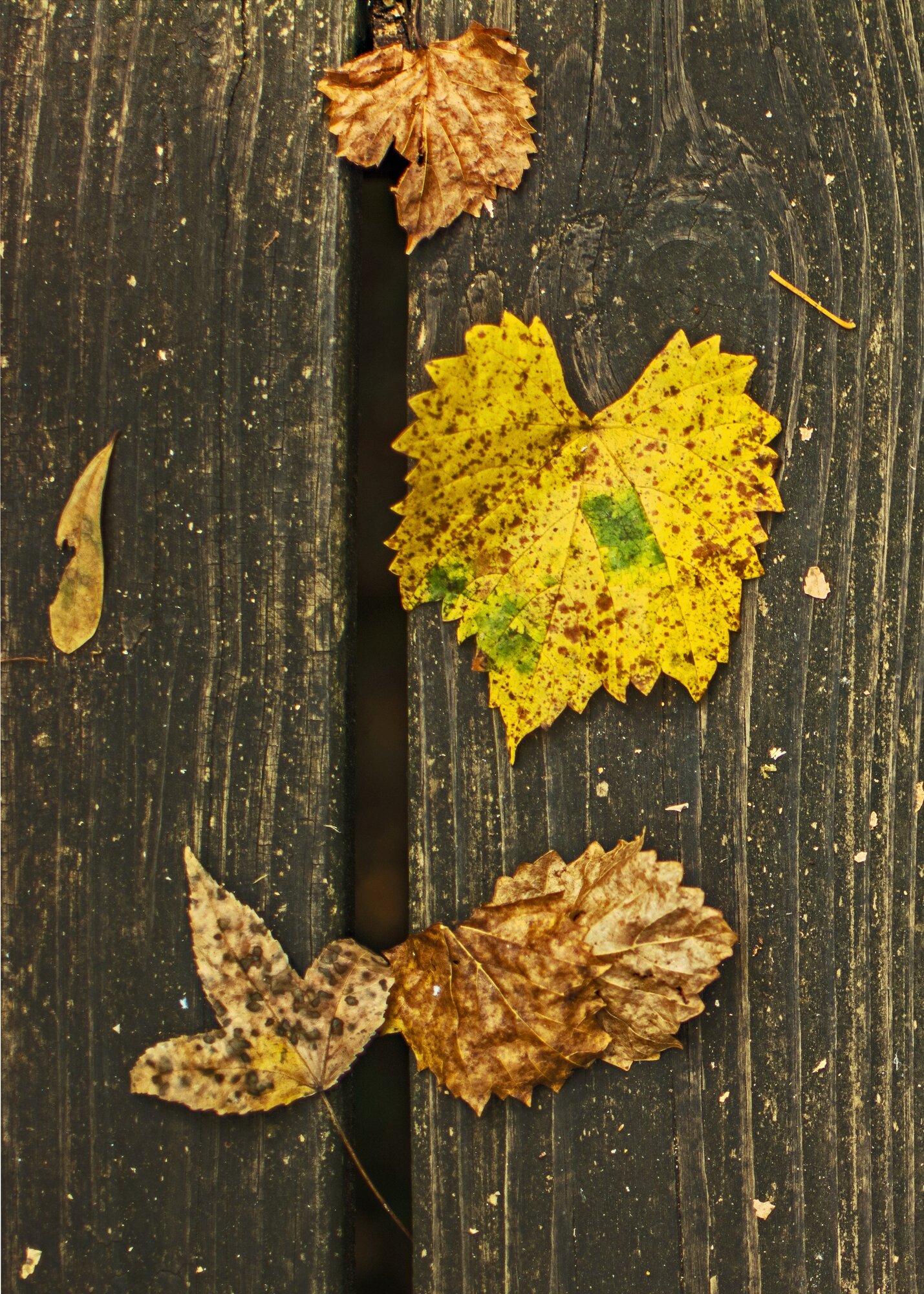 Fall Fun Photo Contest 55.jpg