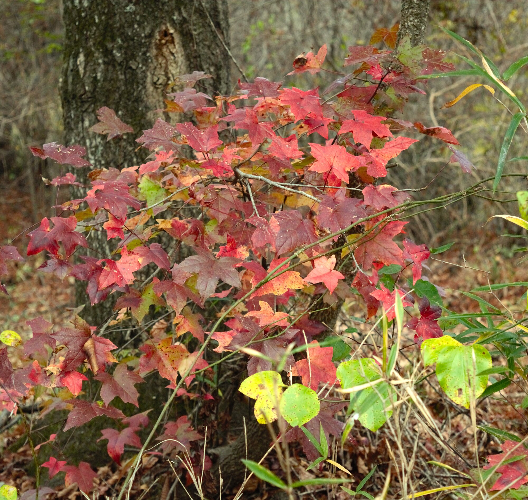 Fall Fun Photo Contest 56.jpg