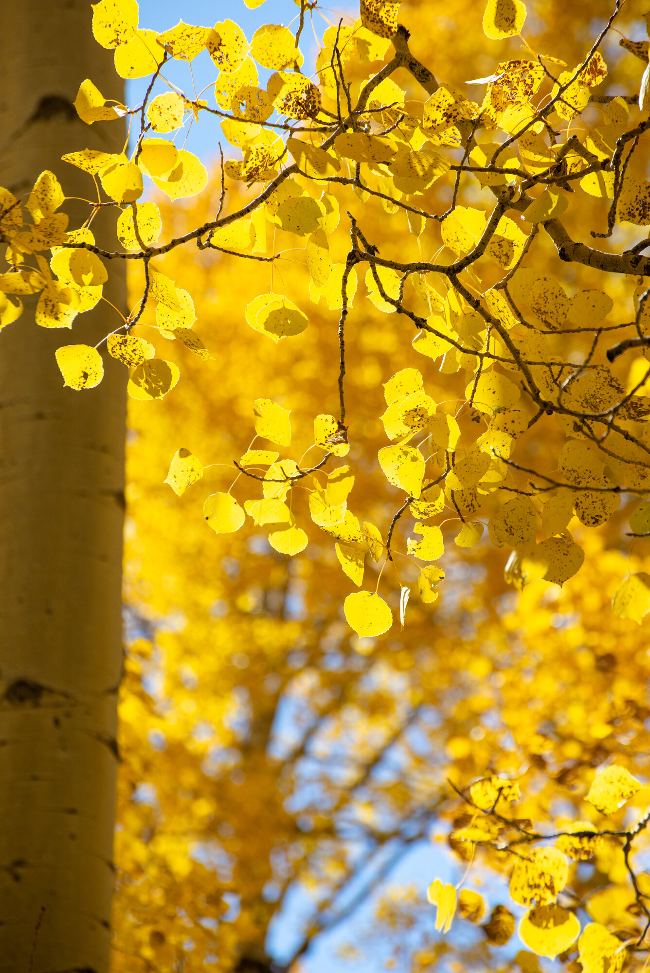 Fall Fun Photo Contest 58.jpg
