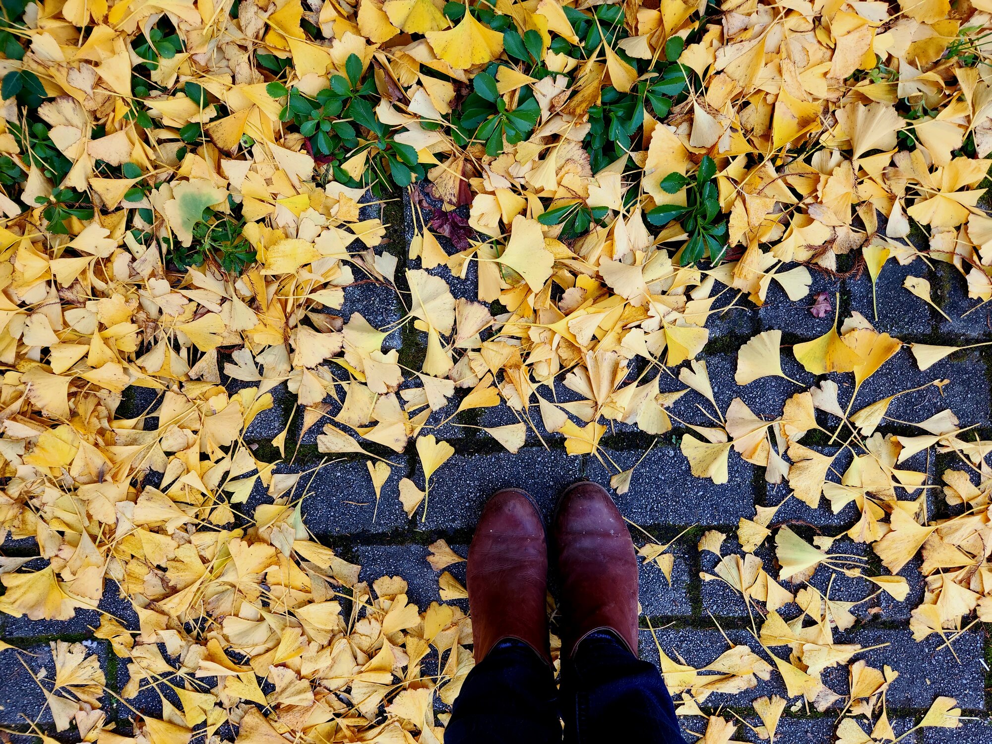 Fall Fun Photo Contest 61.jpg